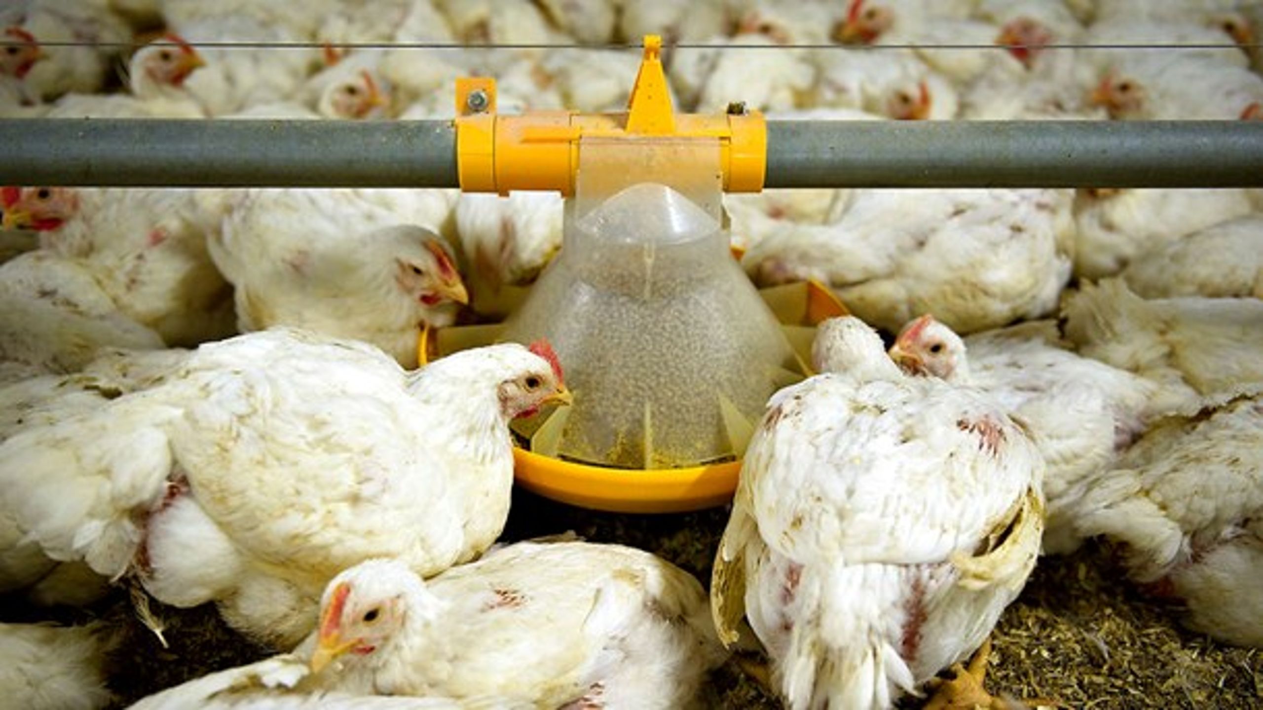 I USA er det særligt kyllingekød uden brug af antibiotika, der hitter. Blandt andet har McDonalds meldt ud, at de frem mod 2027 vil udfase kyllingekød produceret med antibiotika.
