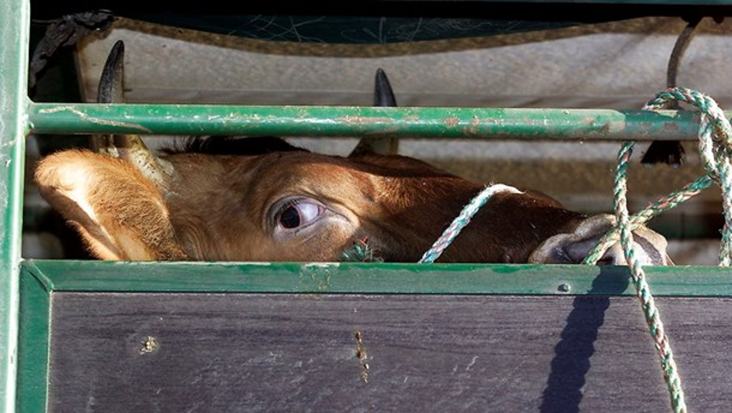 Dyr transporteres ofte under dårlige forhold.&nbsp;Under transporterne er det flere gange&nbsp;dokumenteret, hvordan dyrene ikke har adgang til hverken drikke eller foder.