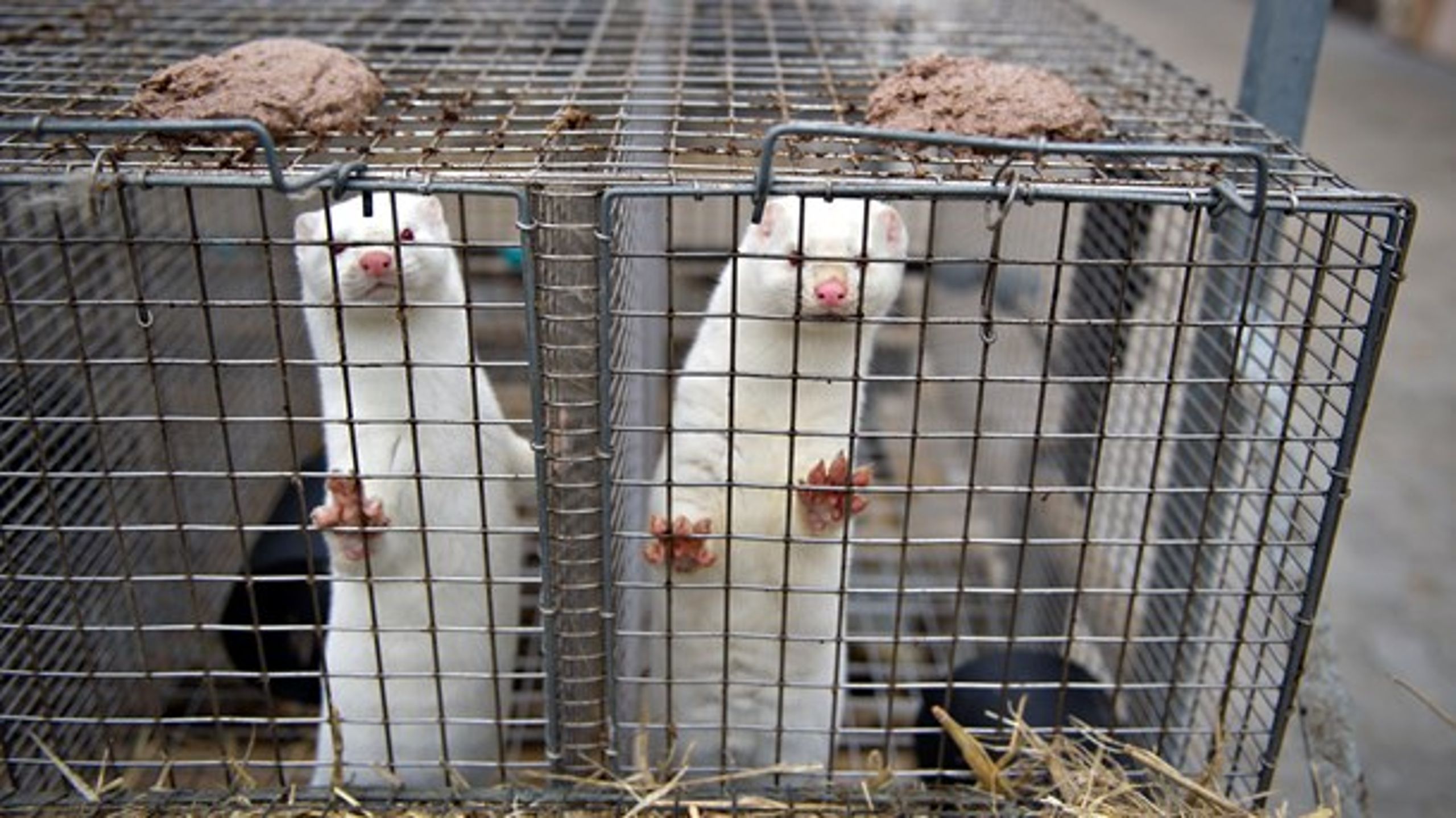 En gult kort-ordning, som man kender det fra svineproduktionen, bør ifølge Dyrenes Beskyttelse komme i stand efter nye tal om antibiotikaforbruget på danske minkfarme.