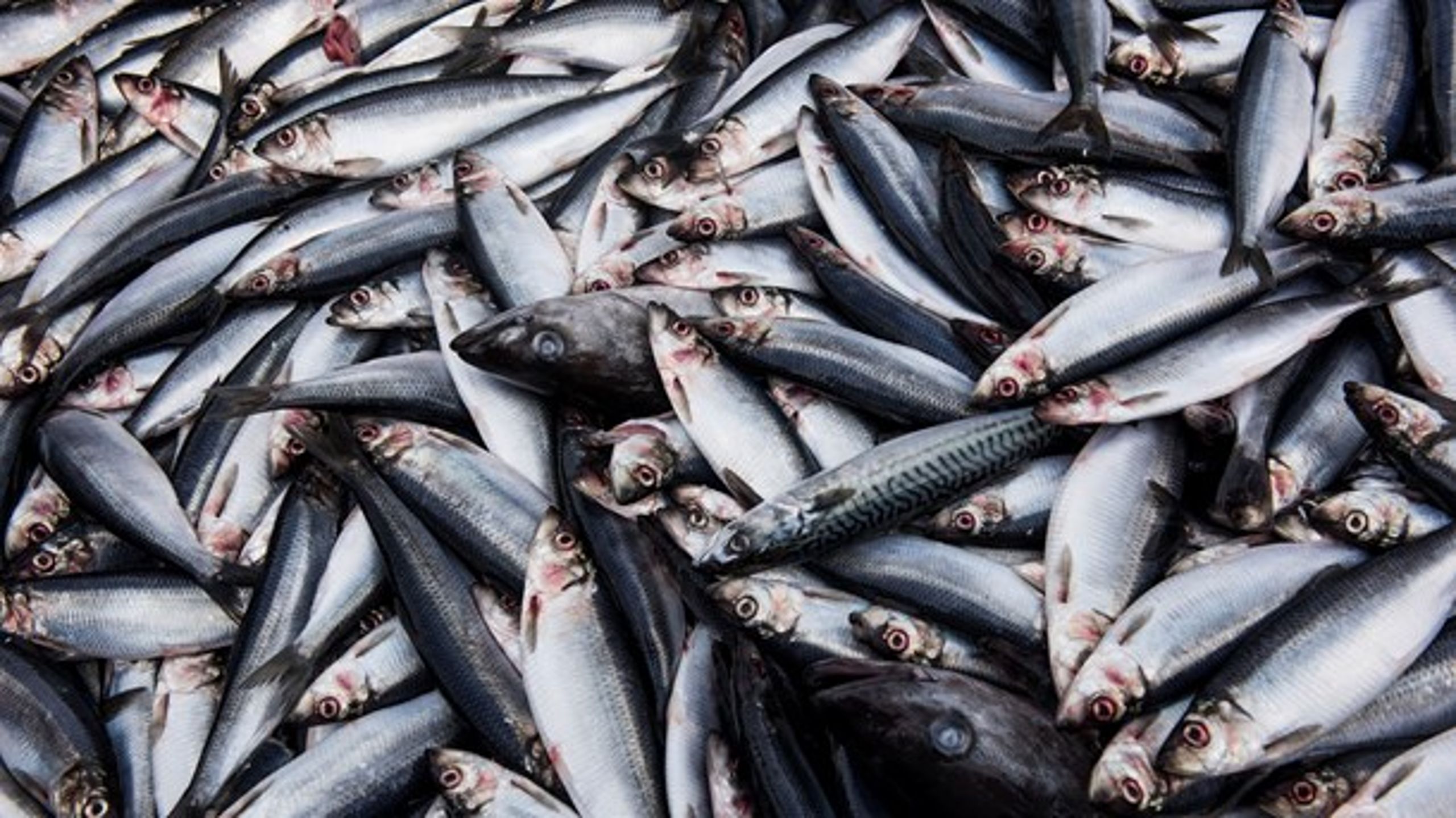Greenpeace har ikke dokumentation for påstandene om, at havbrug ødelægger badestrande og skaber problemer for de vilde fisk, skriver Brian Thomsen.