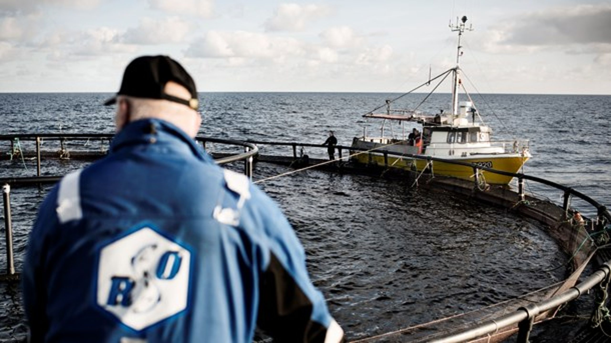 Dansk Akvakultur fremfører en række påstande om havbrug og Greenpeace, der ikke passer, skriver Magnus Eckeskog fra Greenpeace.
