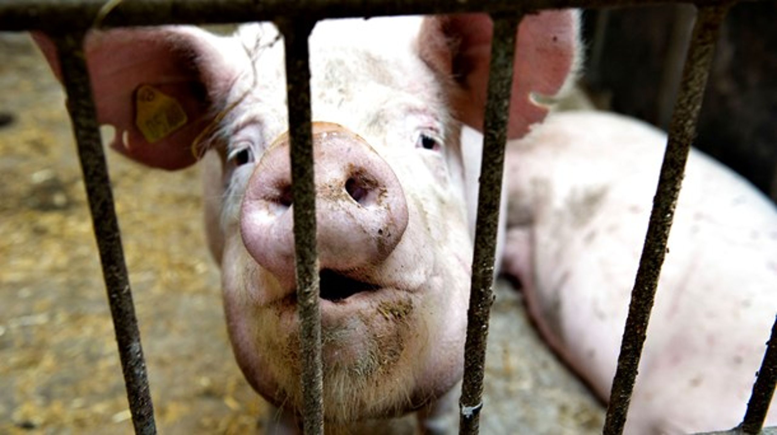 Danmark har siden 2014 haft et krav om, at en dyrlæge ved flokbehandling af grise skal tage en række prøver for at stille en diagnose. Nu får europæiske landmænd lignende krav.