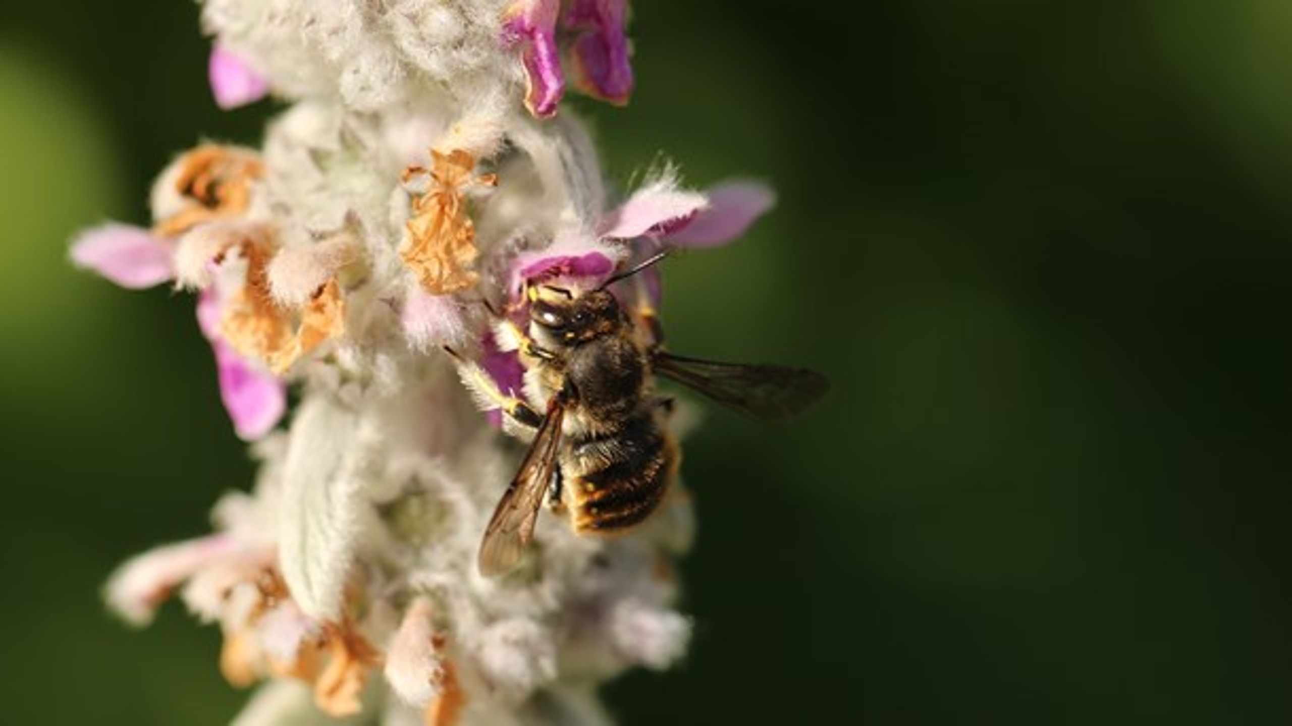 Der er i den seneste tid kommet voksende fokus på, at antallet af insekter går tilbage – og herunder de vilde bier. Det vækker bekymring hos mig og blandt mine landmandskollegaer, skriver Lone Andersen fra L&amp;F.