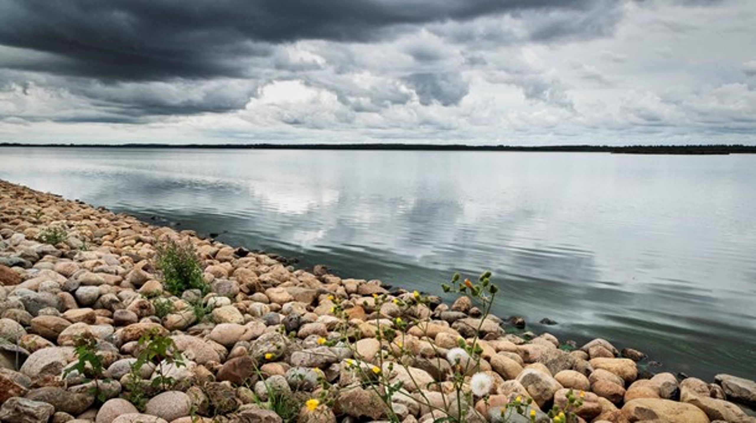 ILTSVIND Et skybrud i juli har medført en miljøkatastrofe i Filsø i Sydvestjylland.&nbsp;