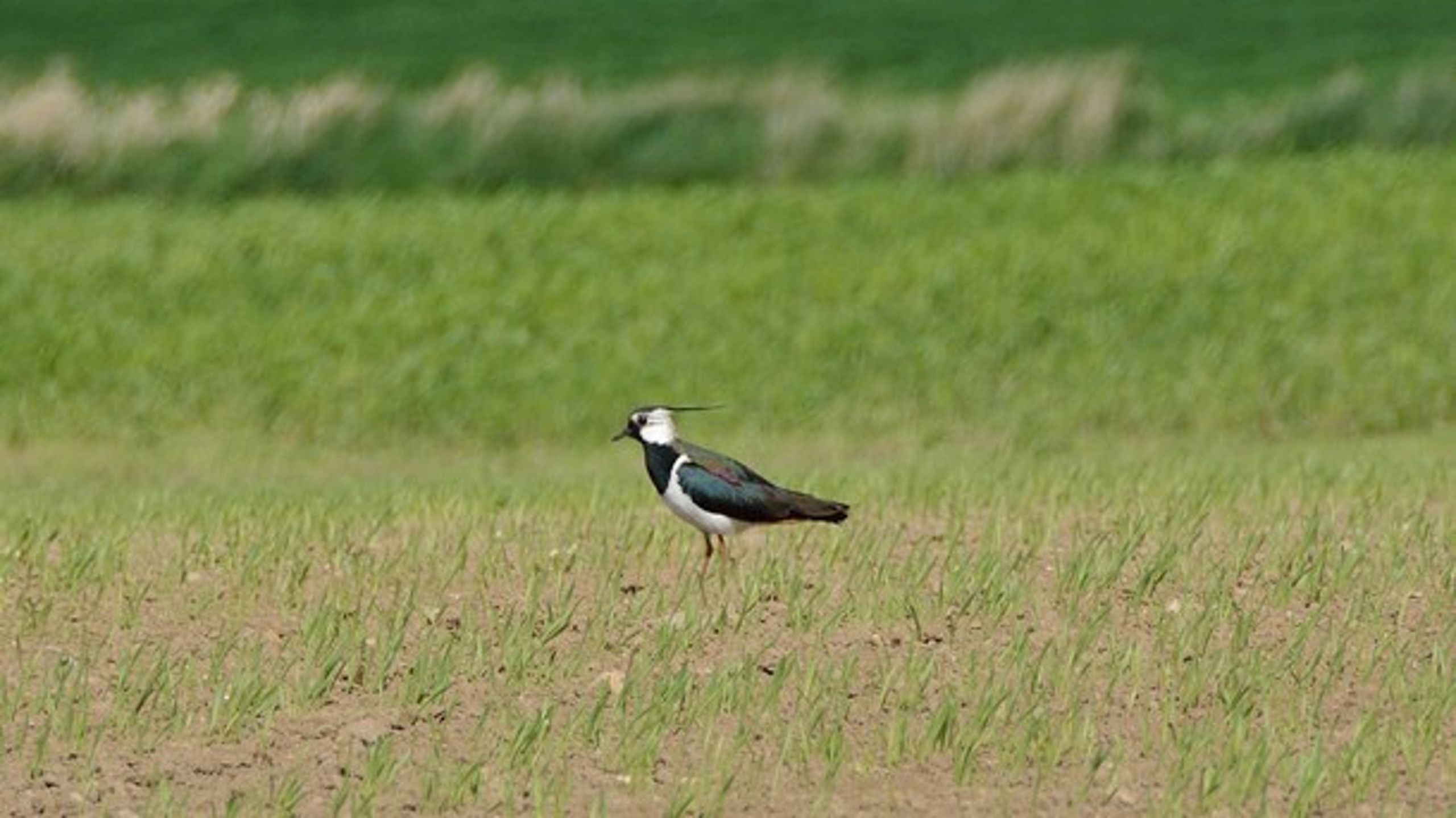 I løbet af de forgangne 40 år er fire ud af fem viber forsvundet fra dansk landbrugsjord, og flere fuglearter mangle våde naturområder at yngle i.