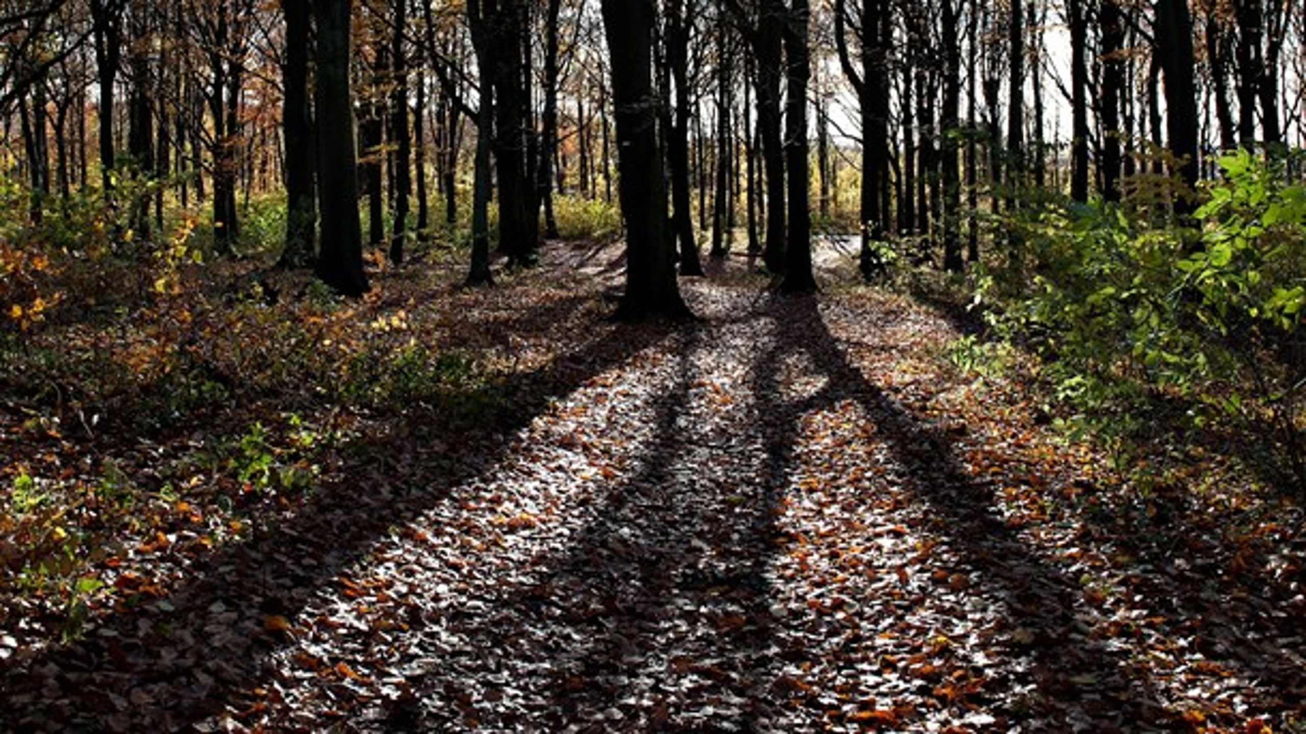 I Danmark er vi for rige til at have en fattig natur. Derfor
skal vi sætte alle skovene fri, skriver Christian Poll fra Alternativet.