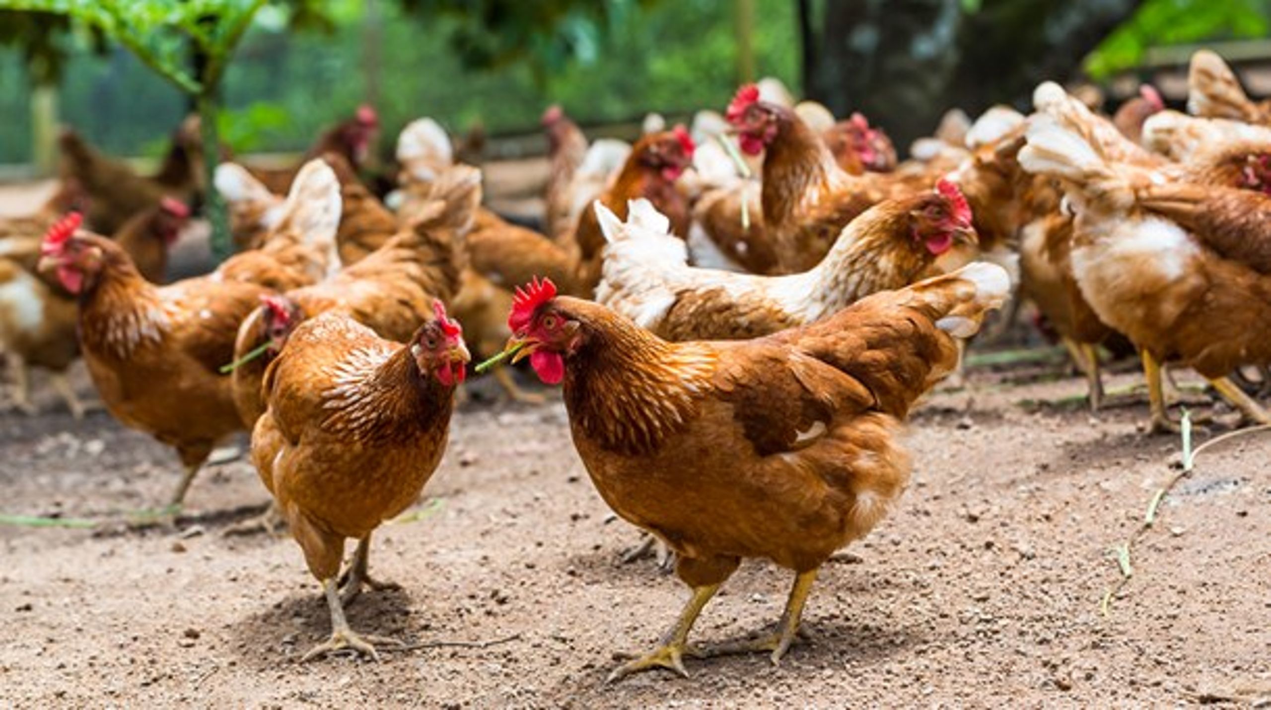 Danske økologiske landmænd&nbsp;anvender modsat andre EU-lande kun økologiske kyllinger til ægproduktion.&nbsp;