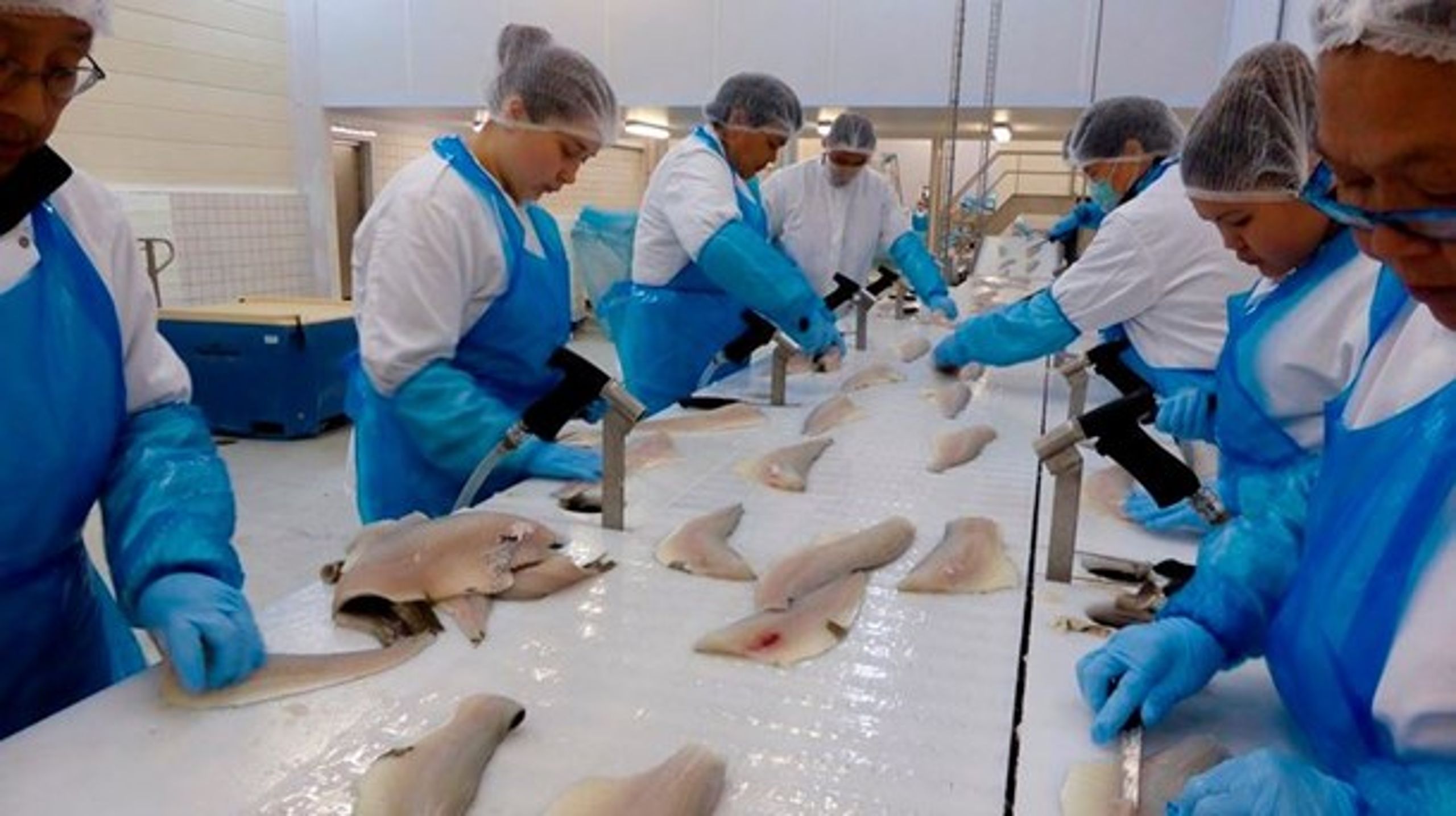 Grønlands fiskefabrikker har de senere året rekrutteret ufaglært personale fra blandt andet Kina og Filippinerne.