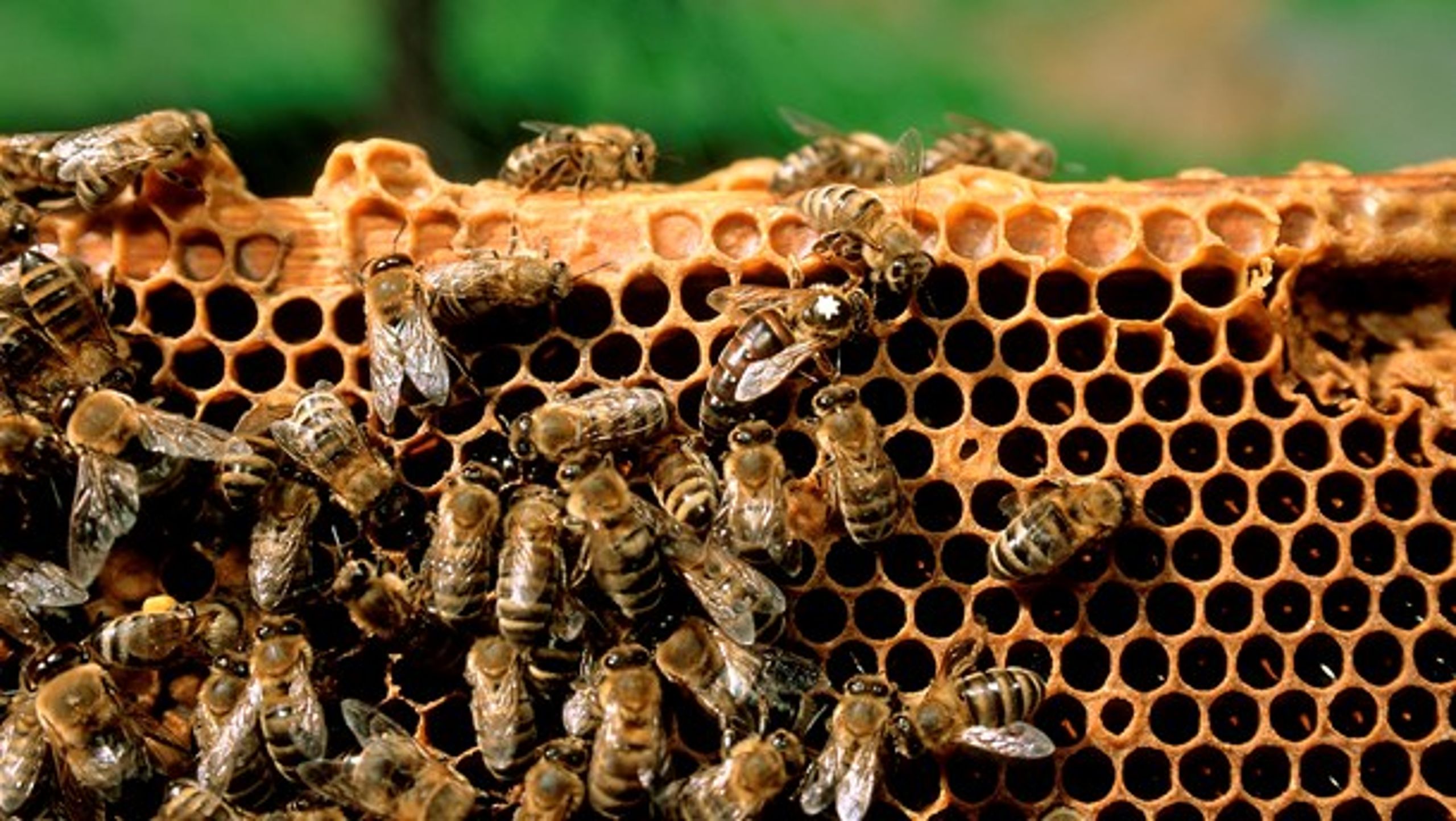 Honningbien er urimelig udskældt i debatten om bier, mener formanden for Danmarks Biavlerforening.