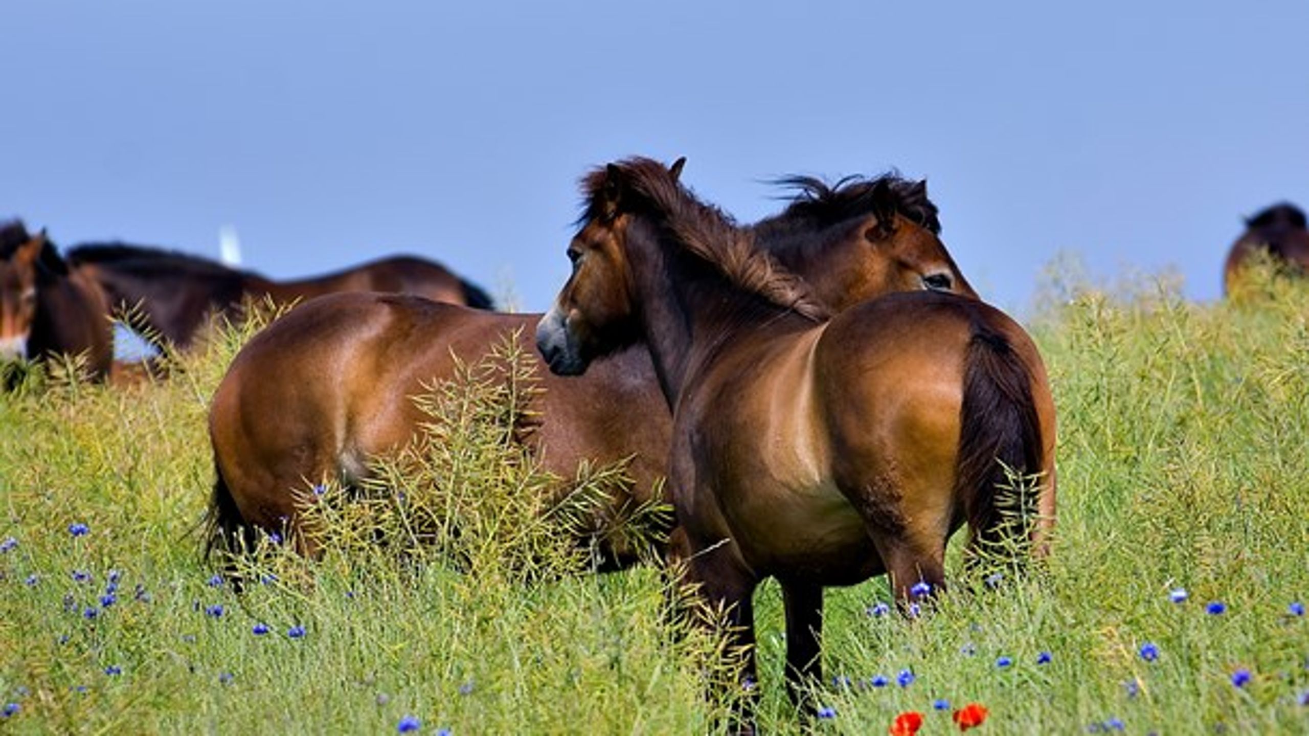 En flok vilde heste på Langeland (Arkiv)