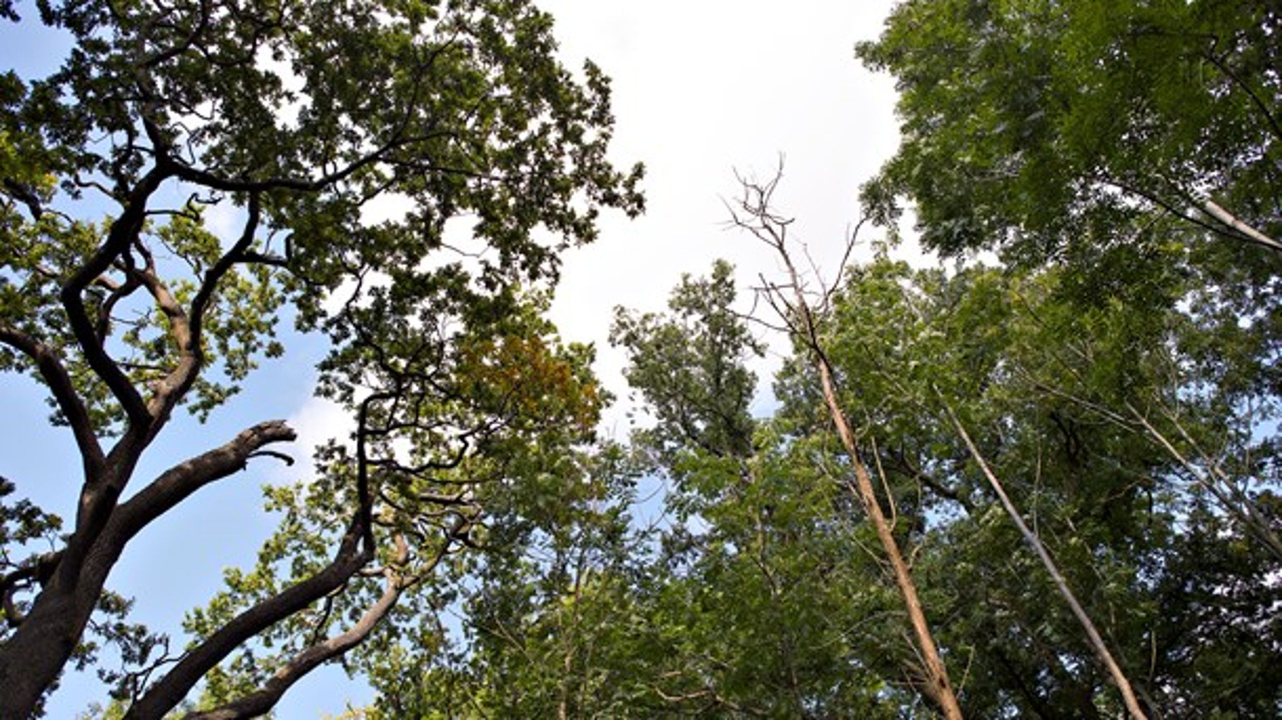 Skovens træer vokser ikke ind i himmelen, men i forhold til at afbøde klimaændringerne indtager de en vigtig betydning, skriver forskere fra KU.
