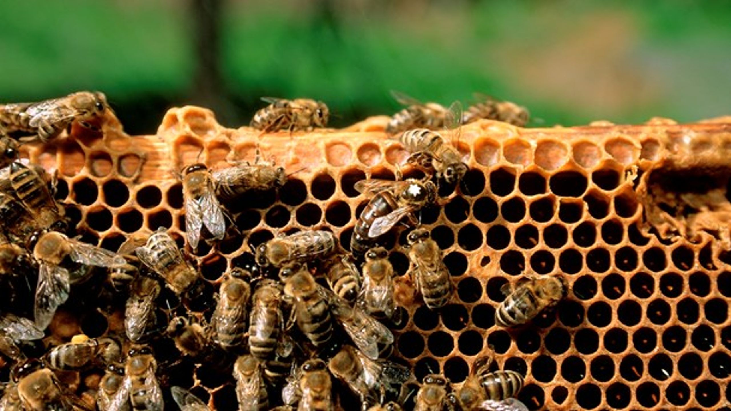 Pesticider kan påvirke humlebiers evne til at producere dronninger.