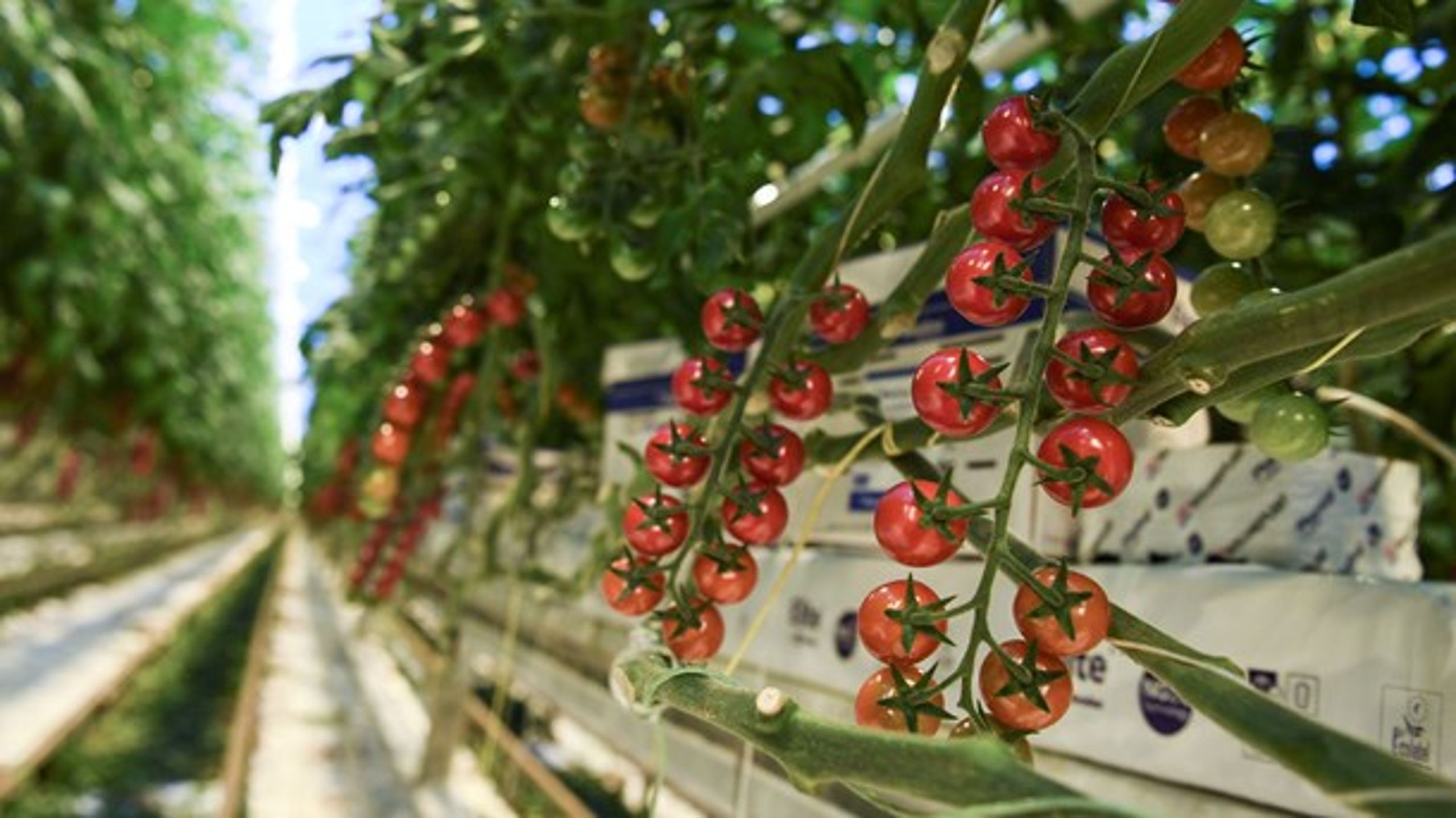 Tomater kan alt efter årstid, fragtform og leverandør både være en klimavenlig og klimauvenlig vare, skriver Leif Nielsen.