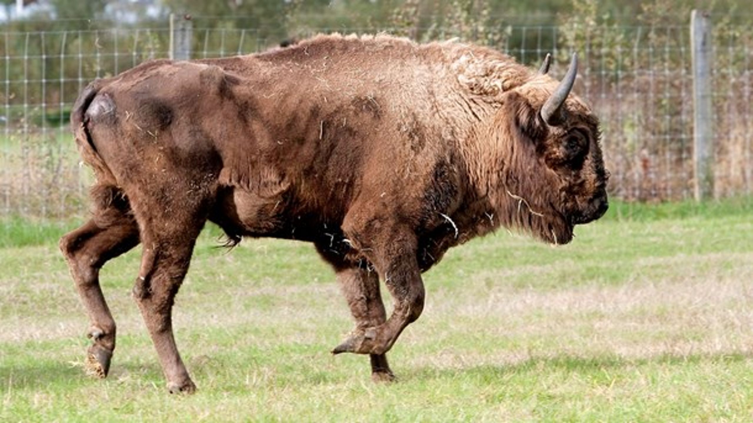 Ud over i skoven på Bornholm kan man se den europæiske bison to steder i landet hos henholdsvis Knuthenborg Safaripark og Randers Regnskov.&nbsp;