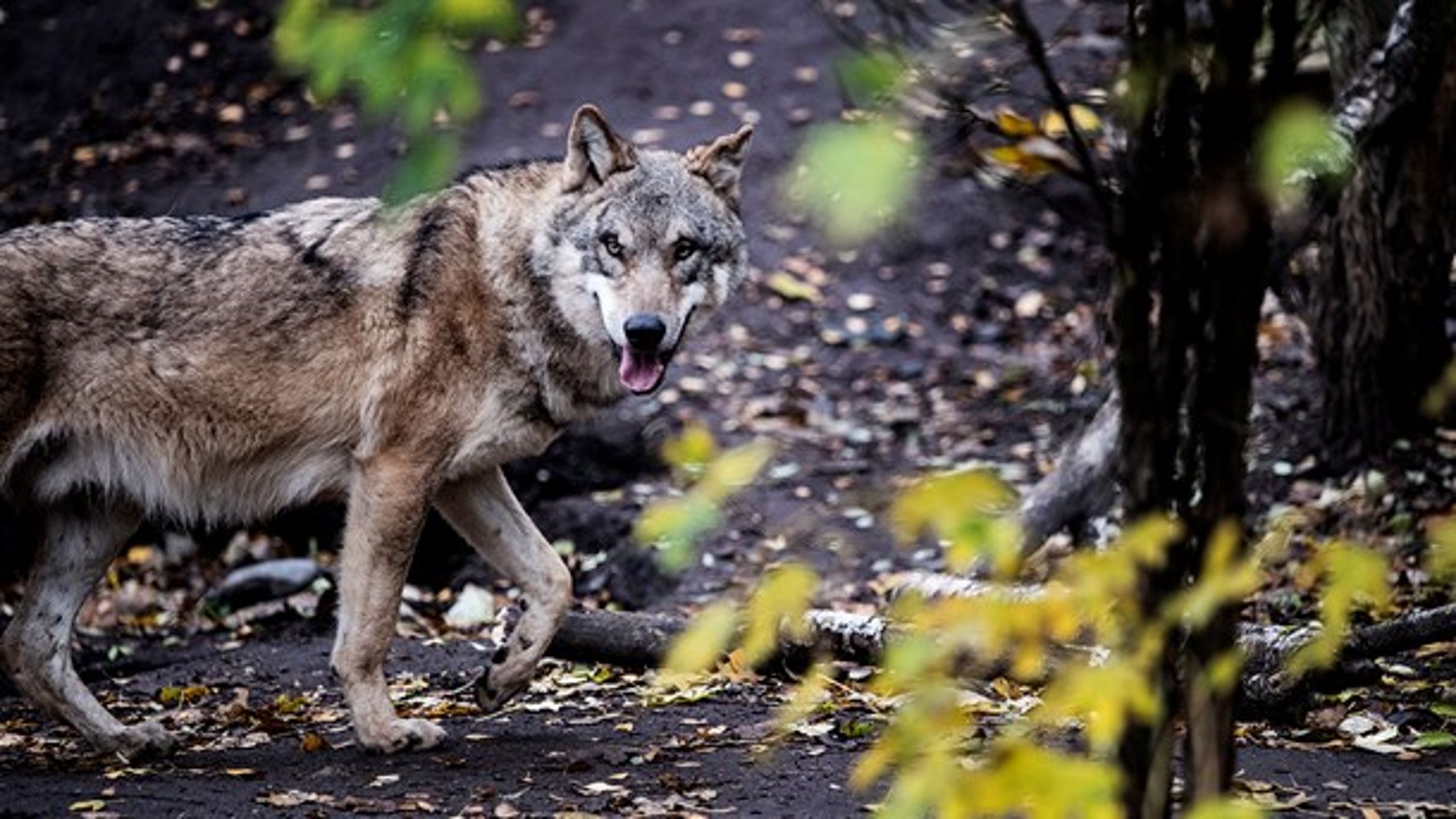 Aarhus Universitet slår fast, at der er p.t. er fem ulve i Danmark.