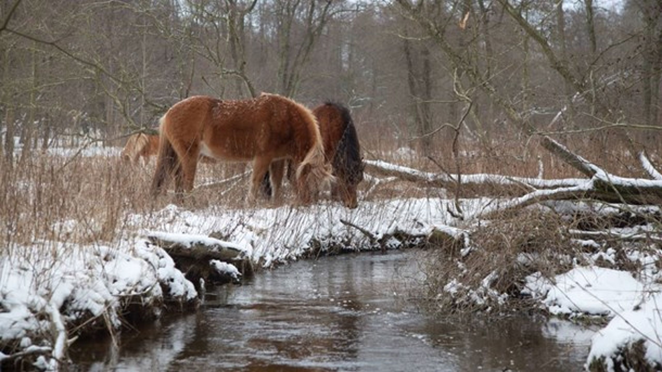 Helårsgræssende heste på 25 hektar forvildet landbrugsjord.
