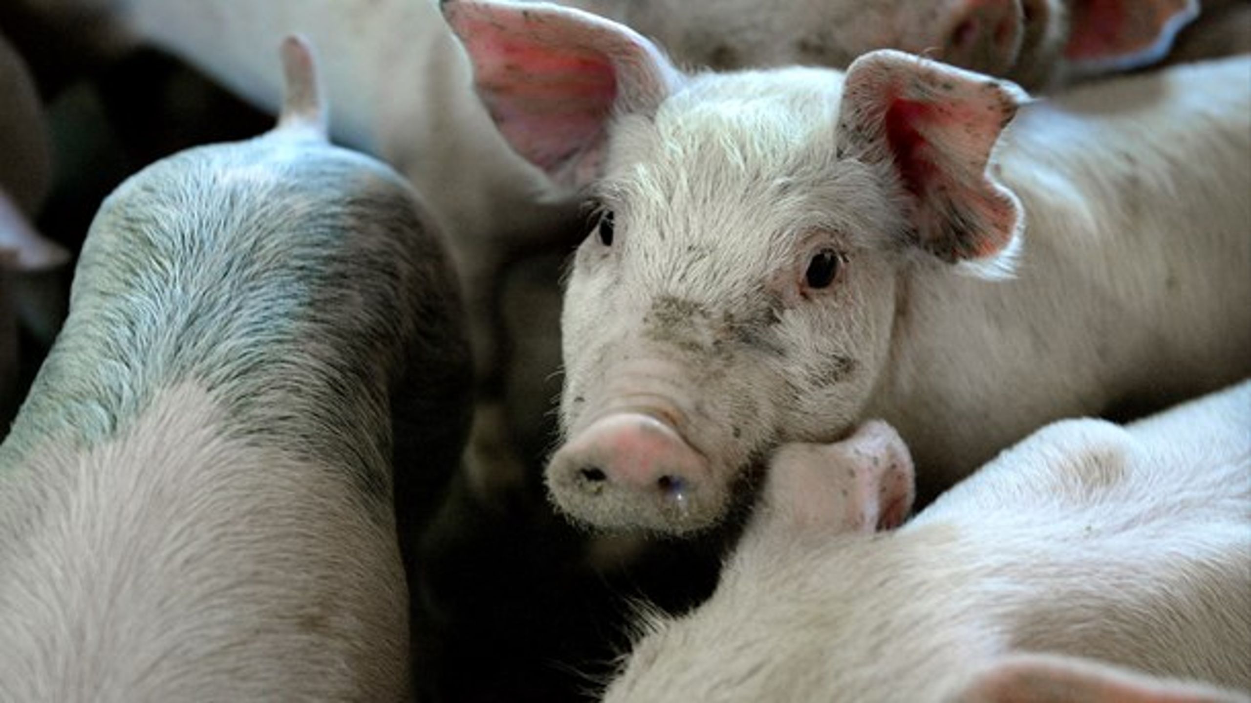 Danske fødevarer nyder international anerkendelse, blandt andet i Japan, hvor vi roses for det lave antibiotikaforbrug i svineproduktion.