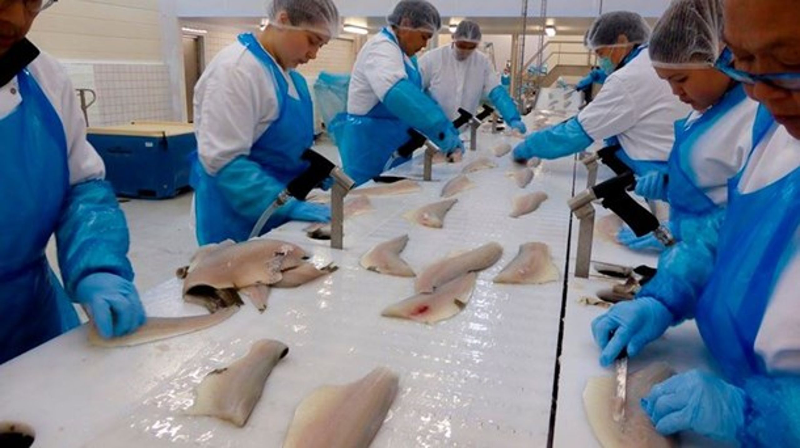 Asiaterne i Grønland arbejder blandt andet i fiskeindustrien.