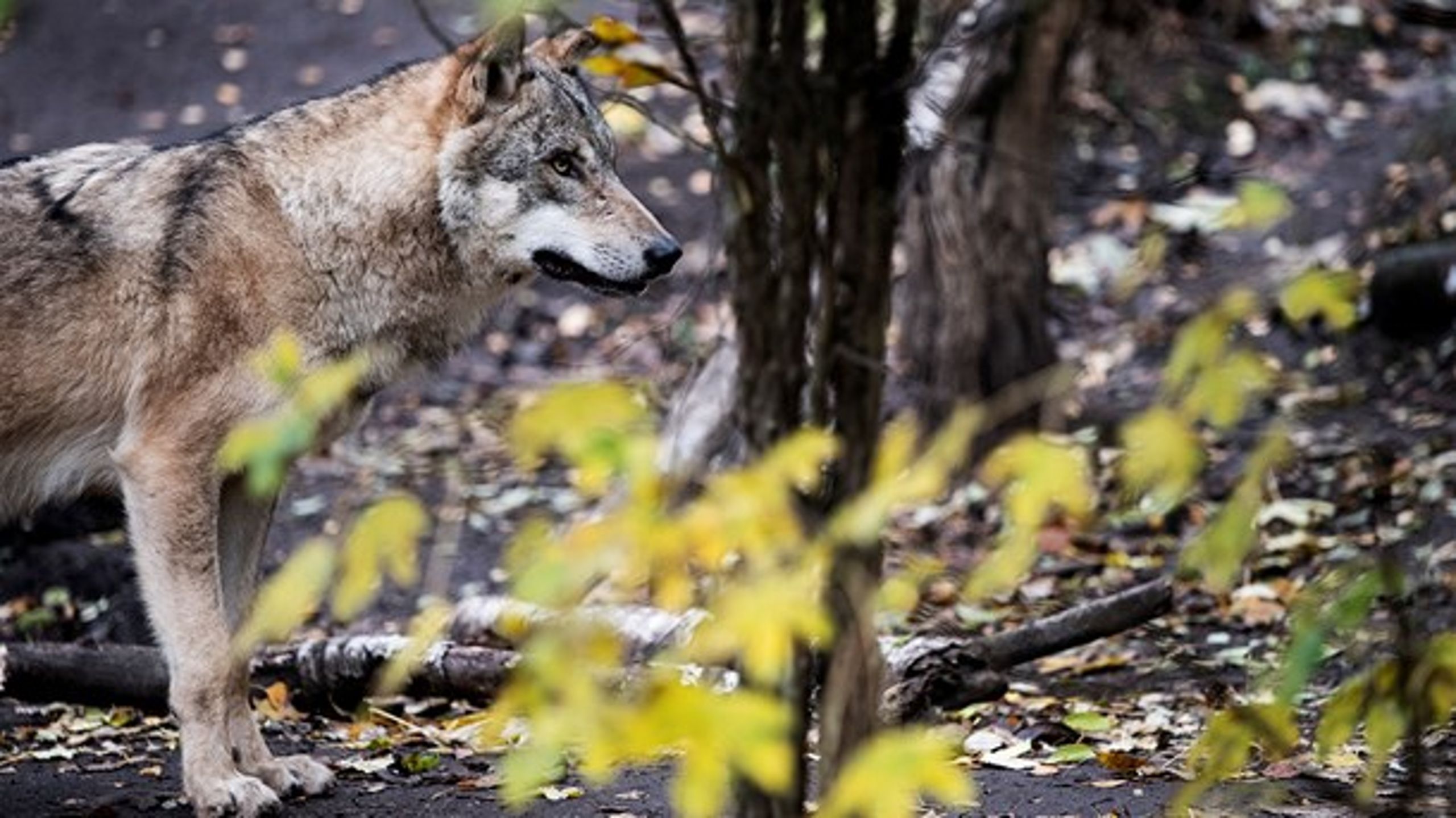 Miljø- og fødevareminister Jakob Ellemann-Jensen (V) har opgivet at lave en ny forvaltningsplan for ulve.<br>