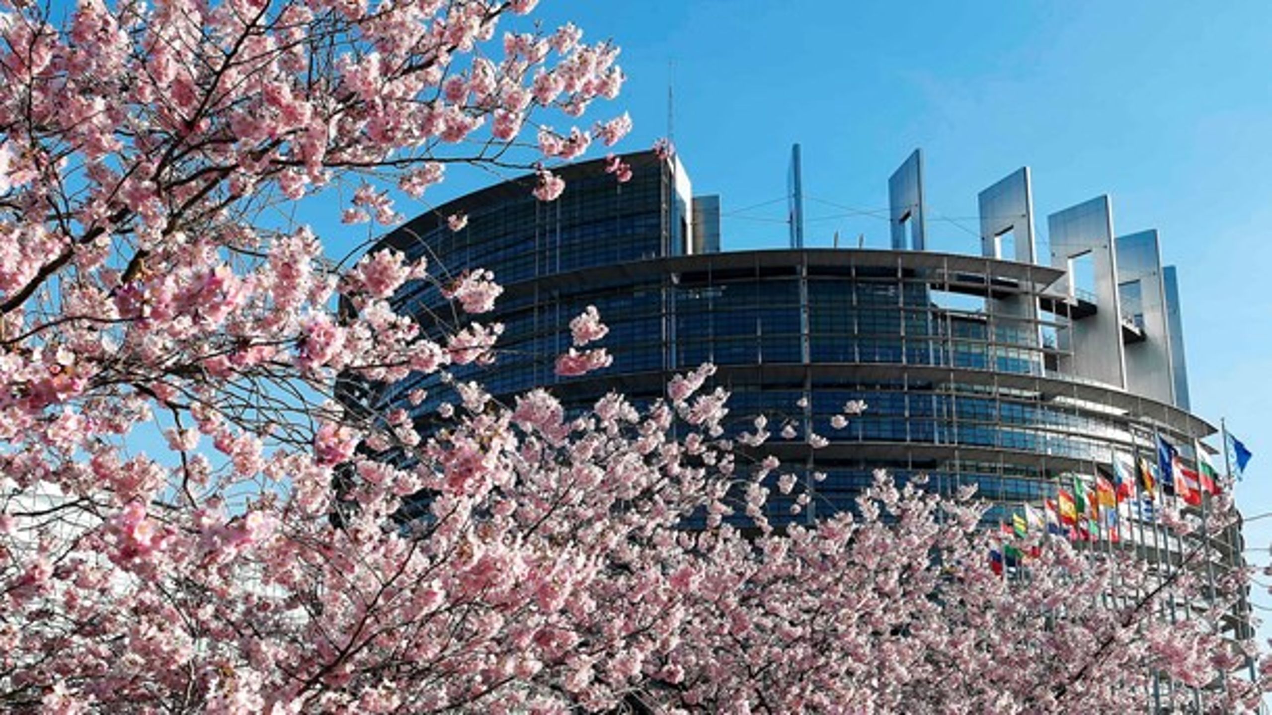 Kirsebærblomsterne er i fuldt flor uden for Europa-Parlamentet i Strasbourg. De folkevalgte får dog ikke mange minutter til at nyde dem i næste uge. I stedet går de ind i en lovgivningsslutspurt af rang i næste uge.