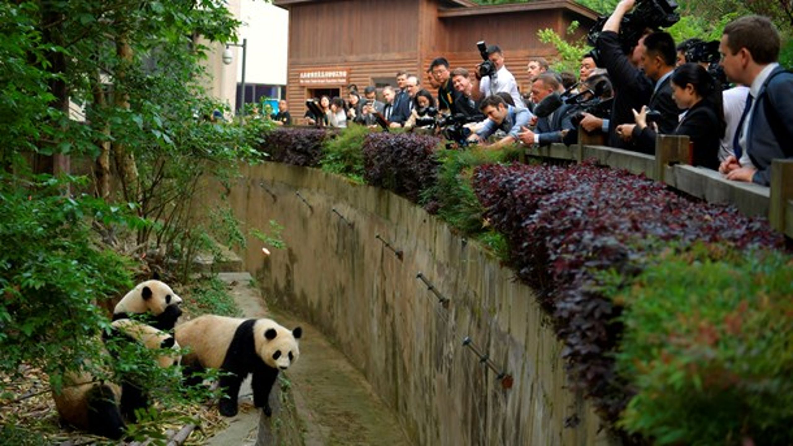 Zoologisk Haves to nye pandaer er en tak for Danmarks opbakning til Kina og manglende kritik. Her besøger Lars Løkke Rasmussen de kinesiske pandaer i 2017.
