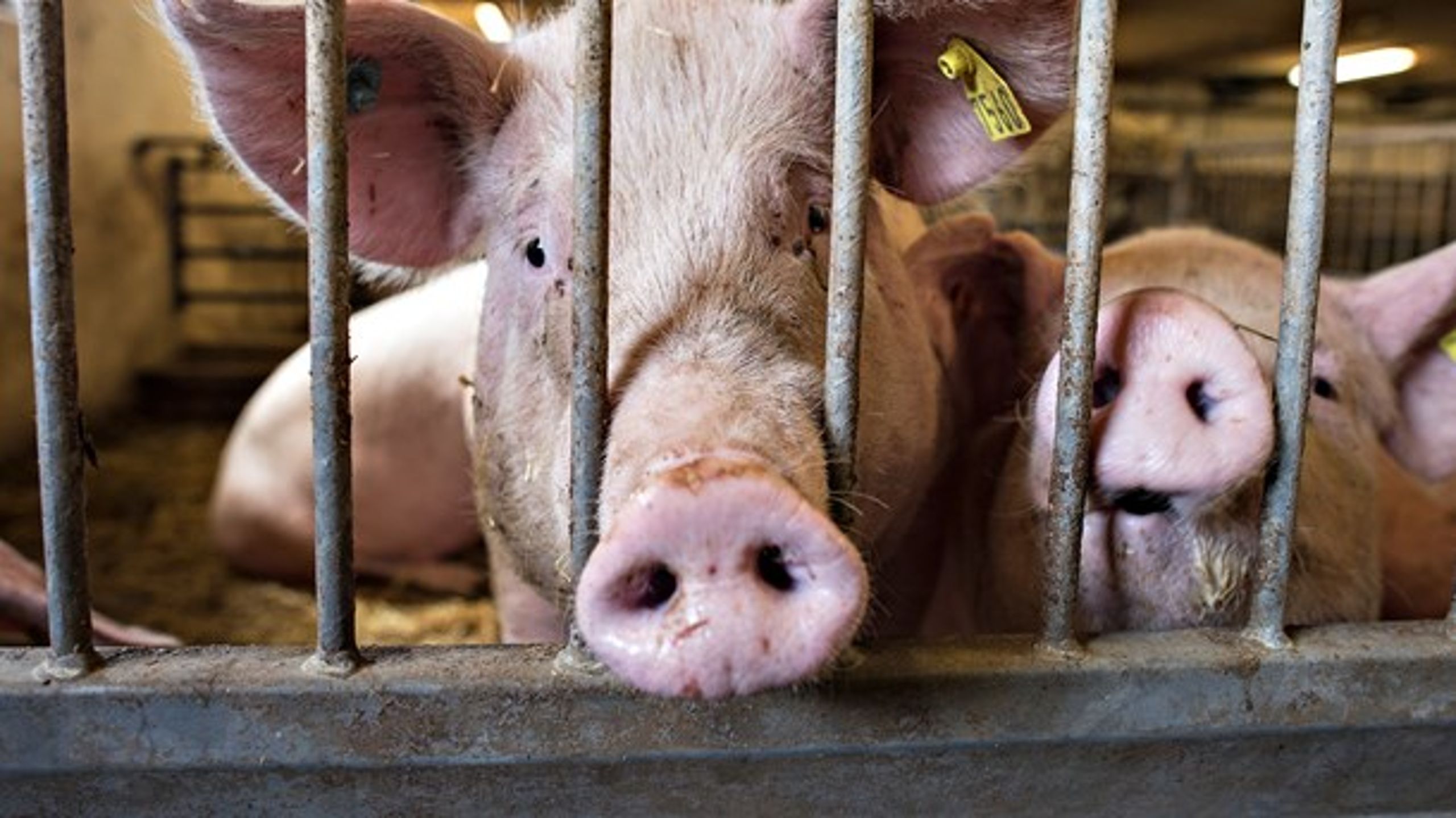 Det er uøkologisk at producere 25 millioner svin i Danmark med det deraf følgende pres på blandt andet dyr, jord og natur, mener Per Kølster