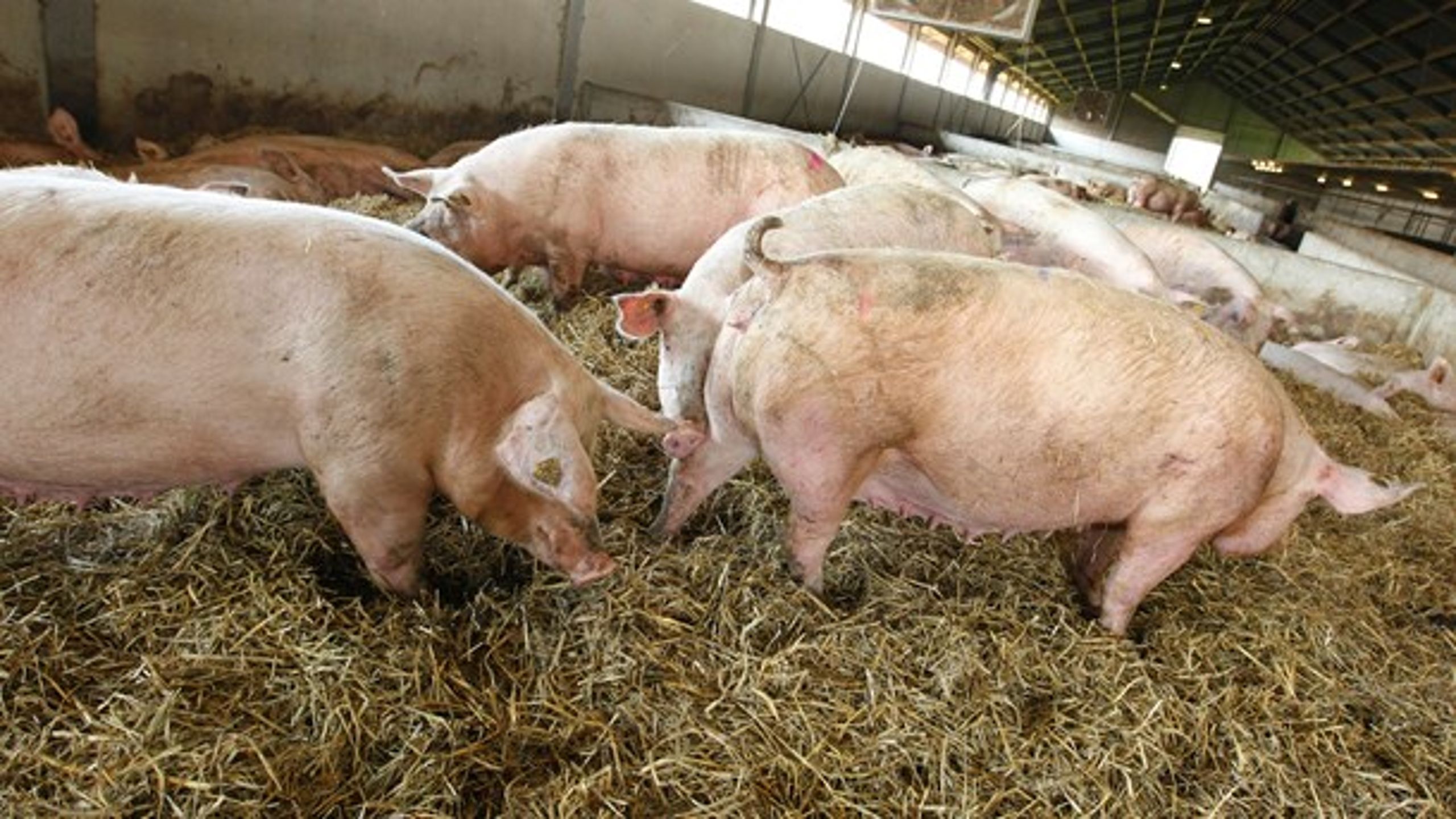 Dyrenes Beskyttelse og Danske Svineproducenter kæmper en fælles sag om at sikre gode forhold for landbrugdyr. Derfor er det godt, at landbruget fremover høres inden ny lovgivning, mener Kim Heiselberg.