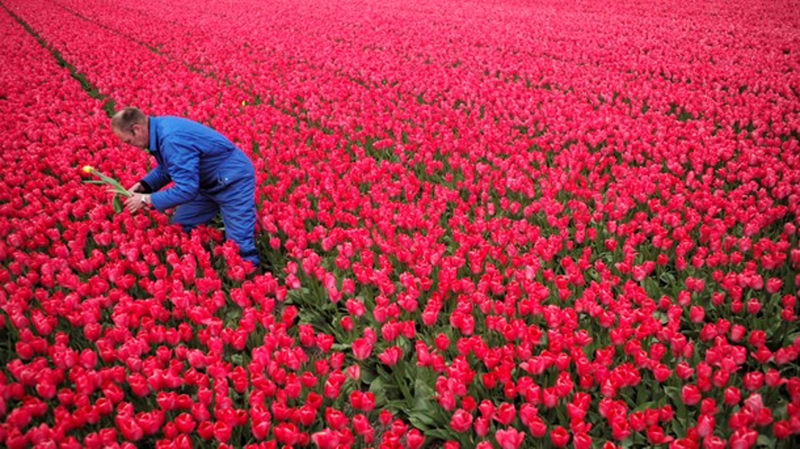 Hollandske tulipanproducenter er storforbrugere af svampemidler,&nbsp;skriver Rose Kristoffersen.<br>