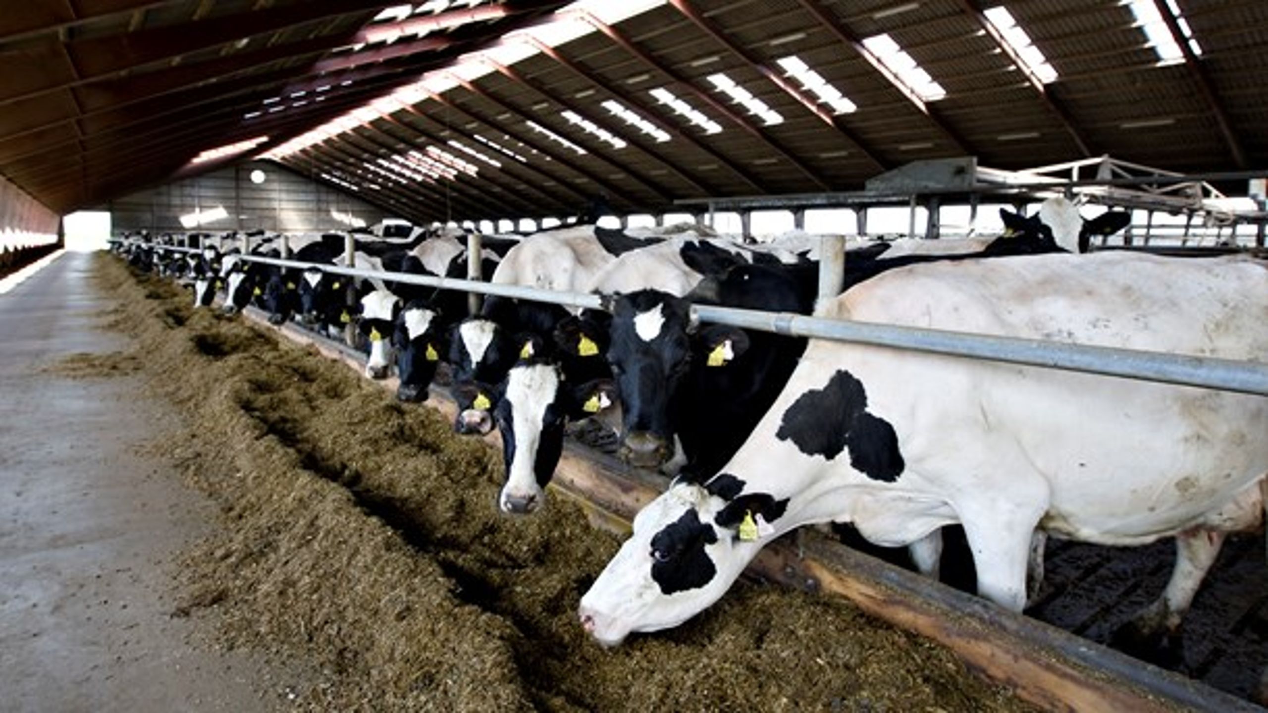 Hvis mælkeproduktionen reguleres, går det ud over mælkeproducenternes konkurrenceevne, skriver Asger Christensen.