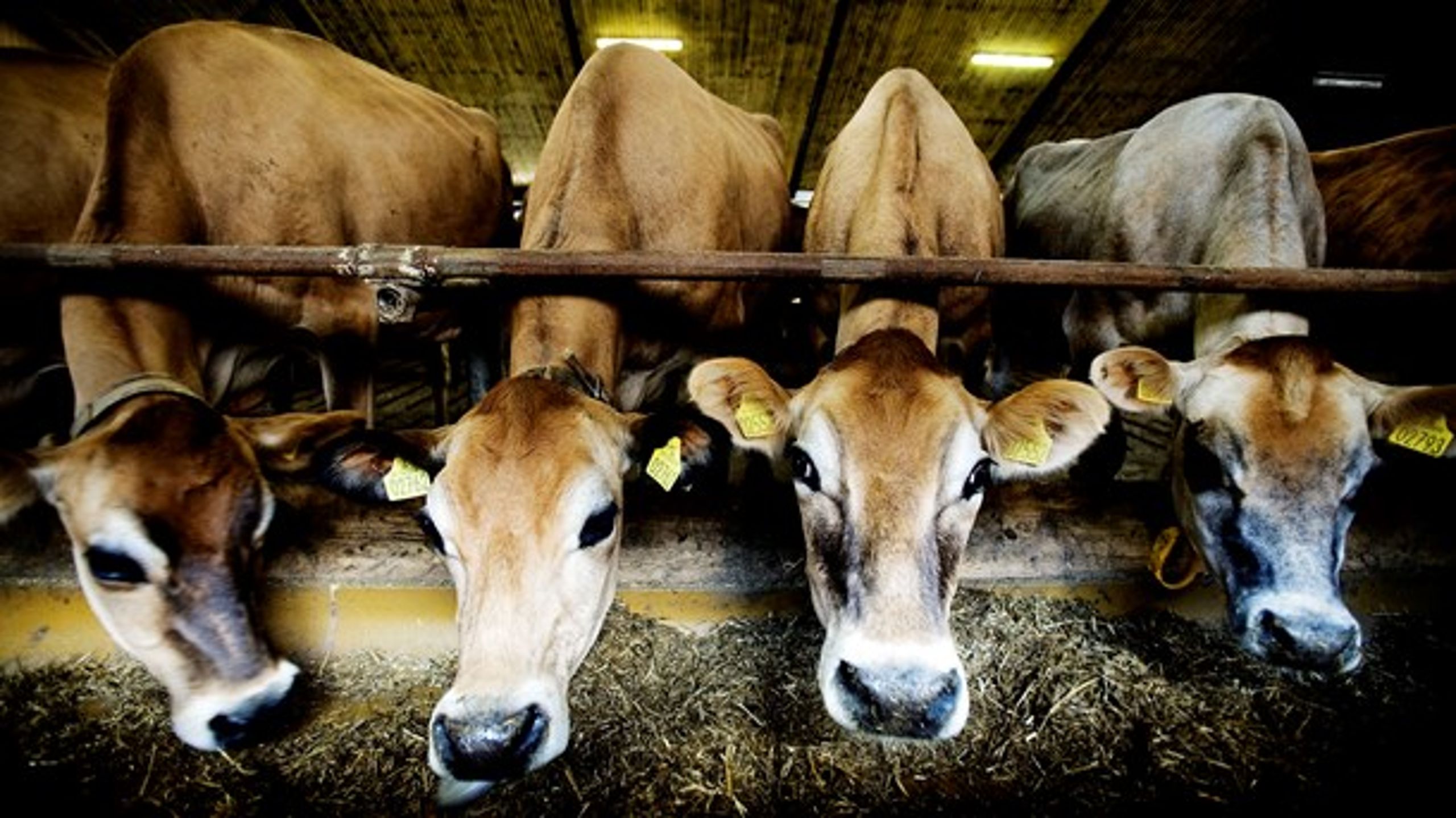 Udledningen af drivhusgasser fra dansk landbrug stammer blandt andet fra køernes prutter og bøvser.&nbsp;