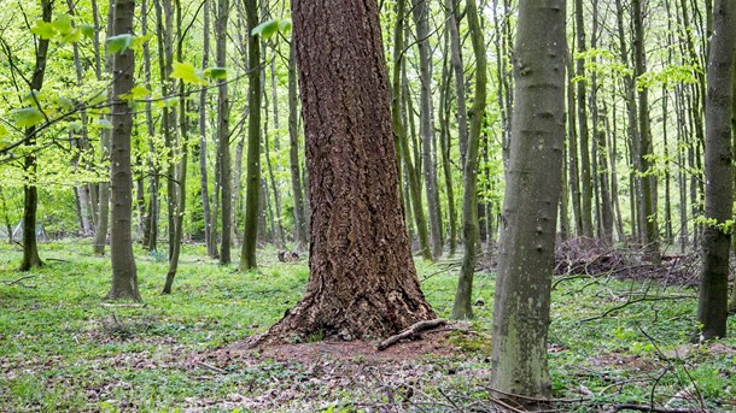 Det danske skovareal vokser, og det samme gør skovenes tilvækst og vedmasseforråd, skriver en række aktører.