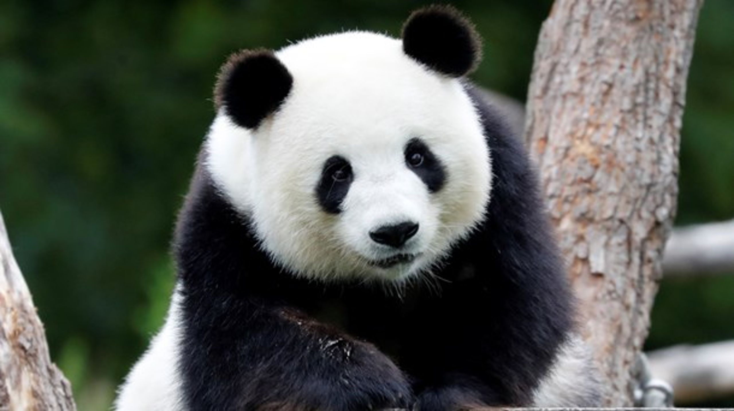 Den fredsommelige panda er symbolet for WWF Verdensnaturfonden, som ikke nyder helt samme indre ro for tiden.&nbsp;