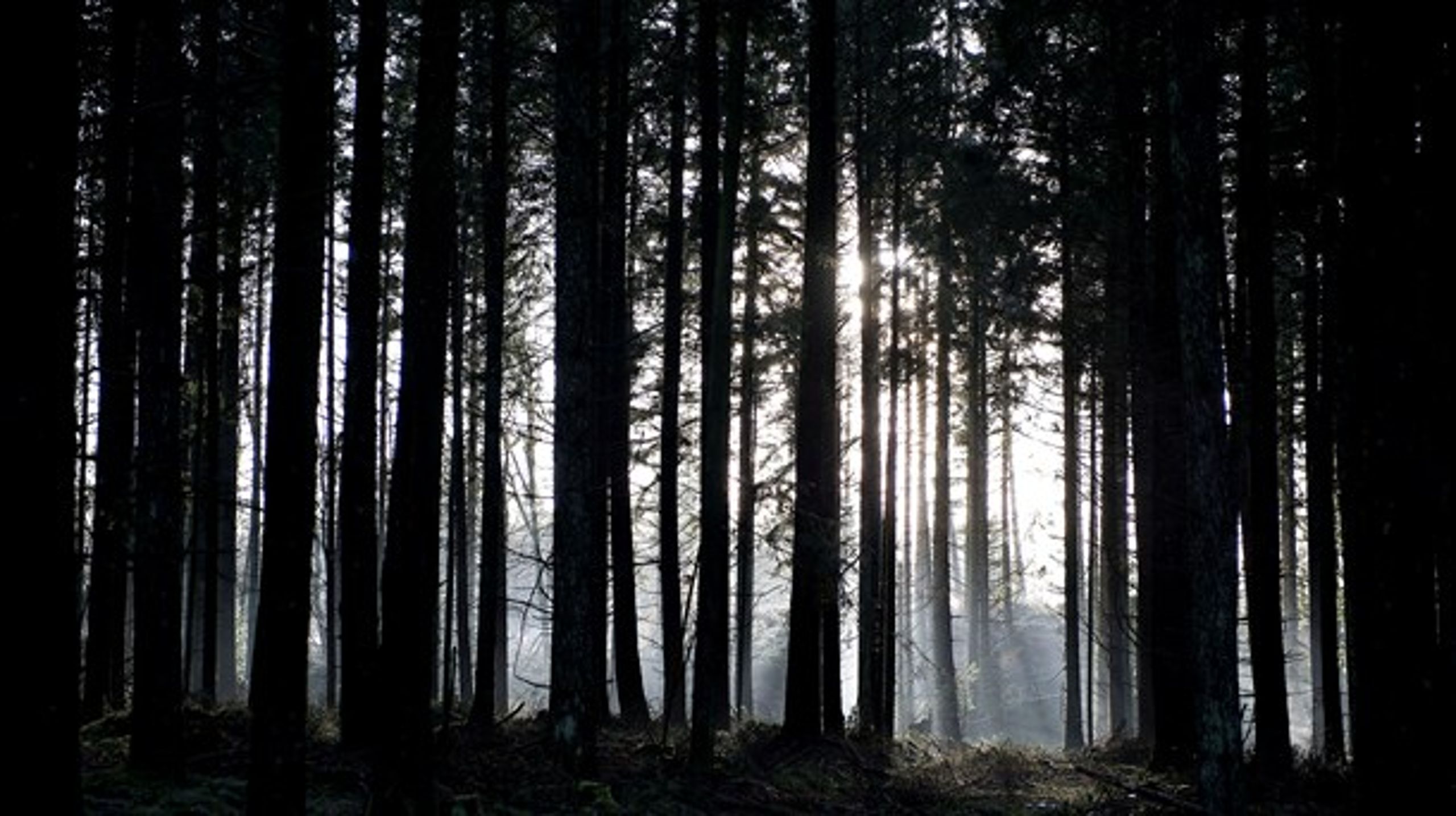 Biomasse er en fornybar ressource. Når træ vokser, opsuges præcis lige så meget kulstof fra atmosfæren, som frigives ved forbrænding, skriver Hans Henrik Lindboe.