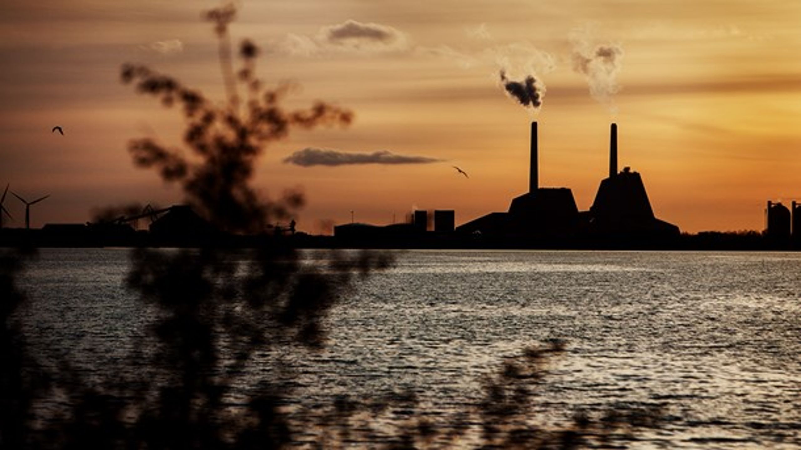 Kritikken af biomasse står i vejen for Danmarks overgang fra kul til sol og vind, skriver Peter Kofod Kristensen.