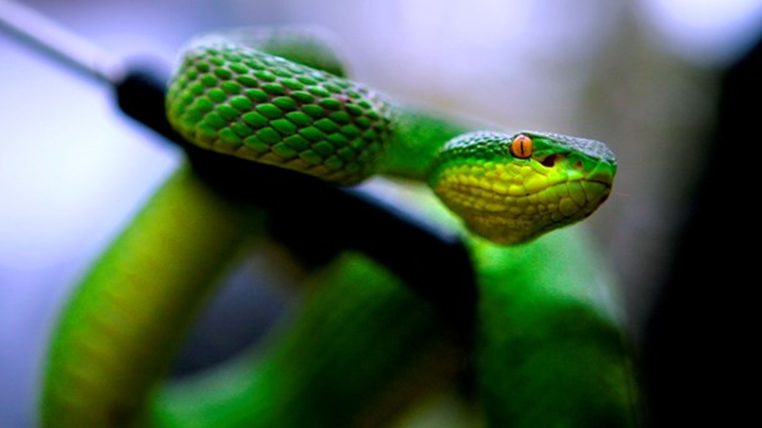 Modgift til slangegift er dyr og har mange bivirkninger, men det vil&nbsp;en ung, dansk forsker lave om på.