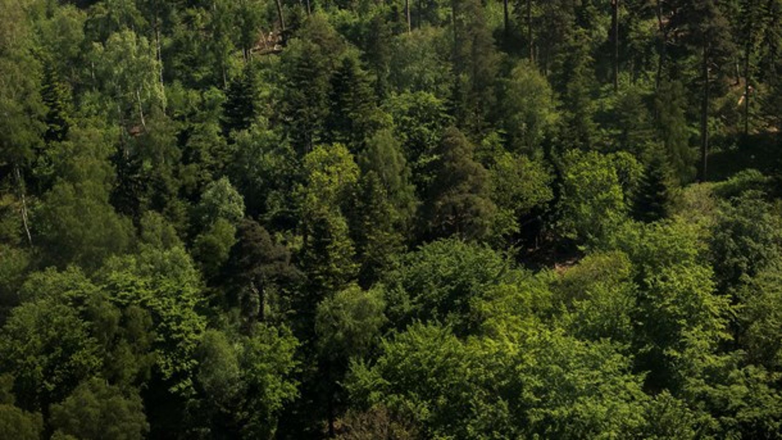 Tal, som NEPCon har analyseret, viser, at en stor del af biomassen kommer fra restprodukter fra træindustrien og ikke direkte fra skovene, skriver Peter Feilberg.