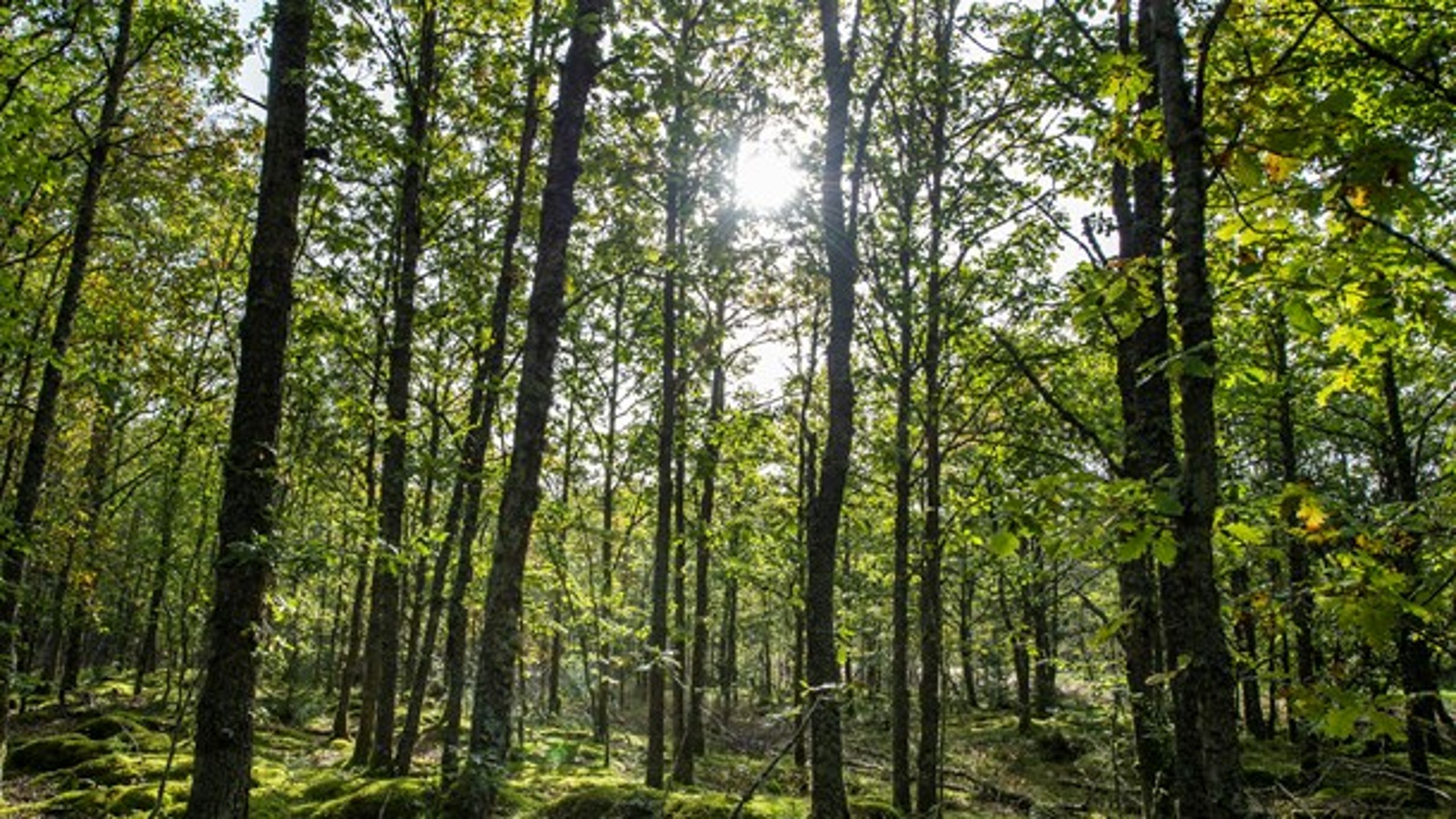 Biomasseeventyret har alvorlige omkostninger både for klimaet og skovene i de lande, der eksporterer biomasse til Danmark, skriver Andreas Petersen.