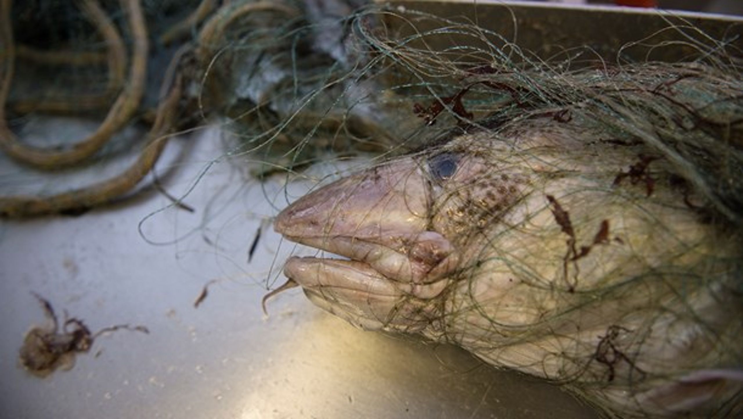 Det Internationale Havundersøgelsesråd ser ud til i 2017 at have overvurderet antallet af torsk i den vestlige Østersø. Derfor slår Kommissionen nu hælene i for erhvervsfiskeriet i 2020.&nbsp;