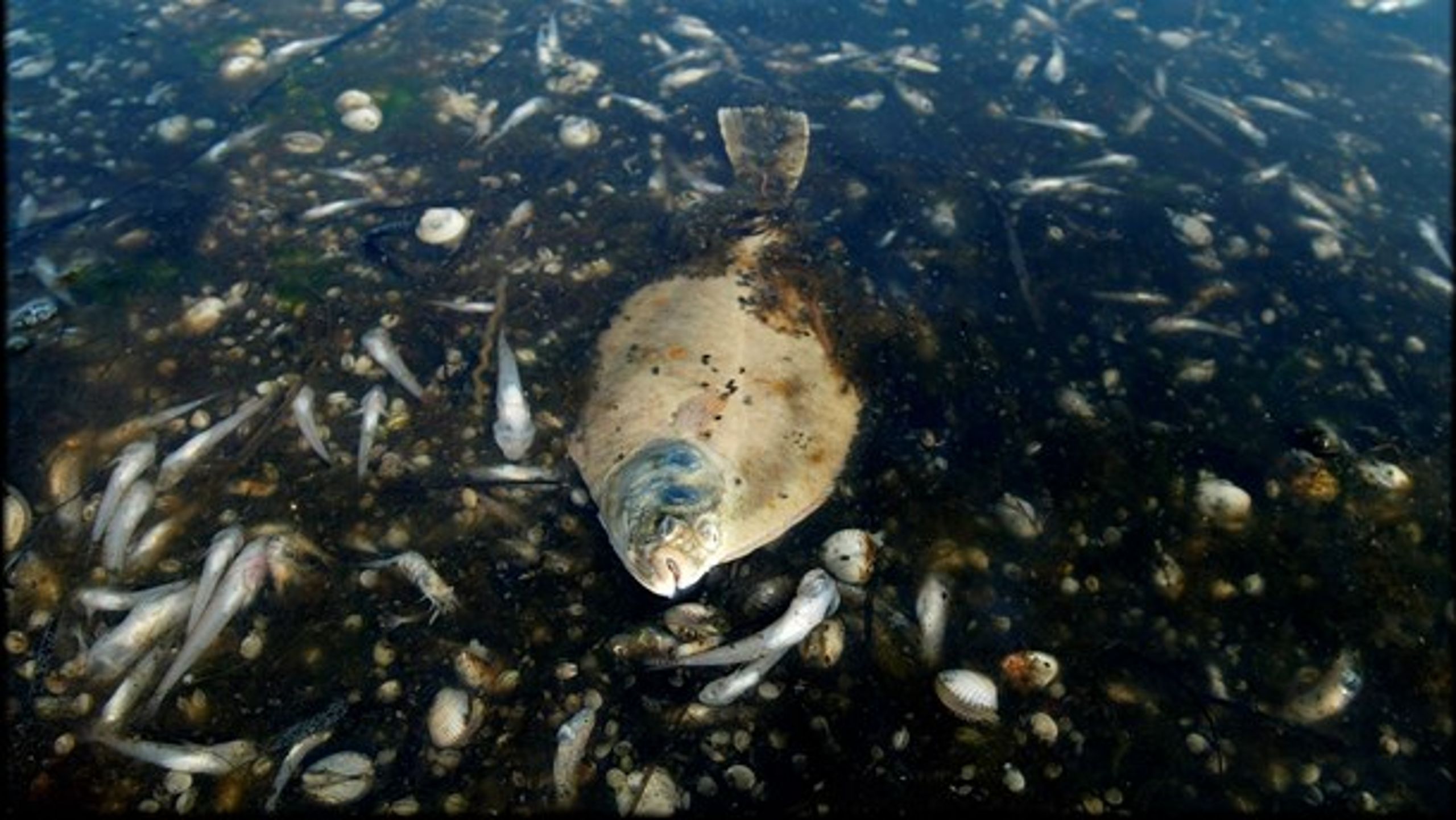 Over 80 procent af de danske havområder er i decideret dårlig økologisk stand. Bundtrawlfiskeri er en af de væsentligste årsager, mener Alternativet.