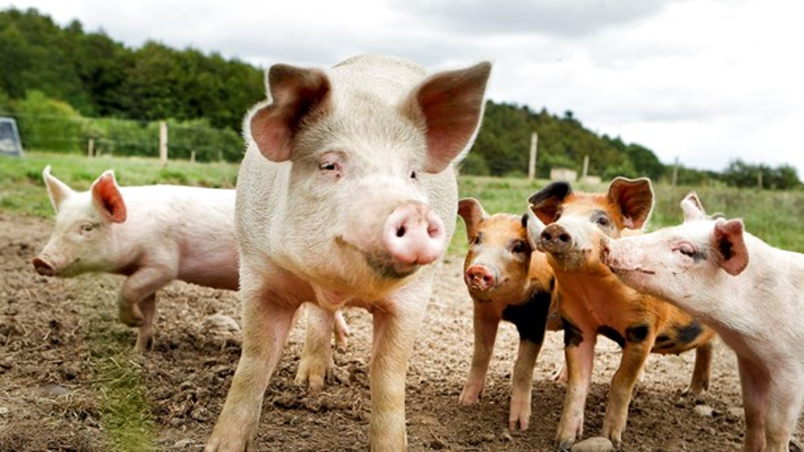 Enhedslisten har foreslået at halvere dansk svineproduktion for at nå klimamålene. Det vil være skadeligt for dansk økonomi. Men det vil også skade klimaet, skriver Morten Messerschmidt (DF).