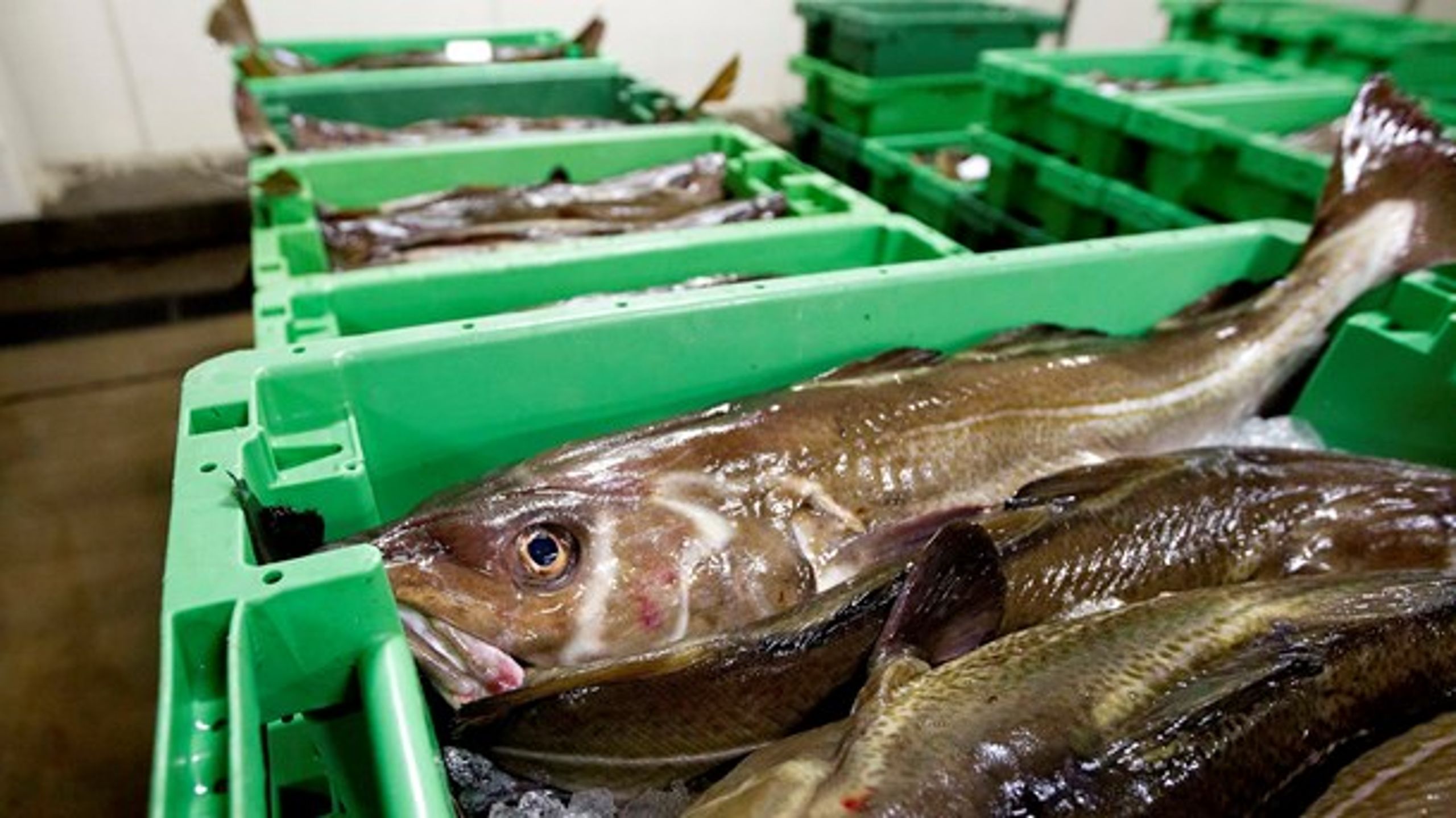 Danmark er langt fra det eneste land, der har svært ved at acceptere så store reduktioner i fiskekvoterne i Østersøen.&nbsp;