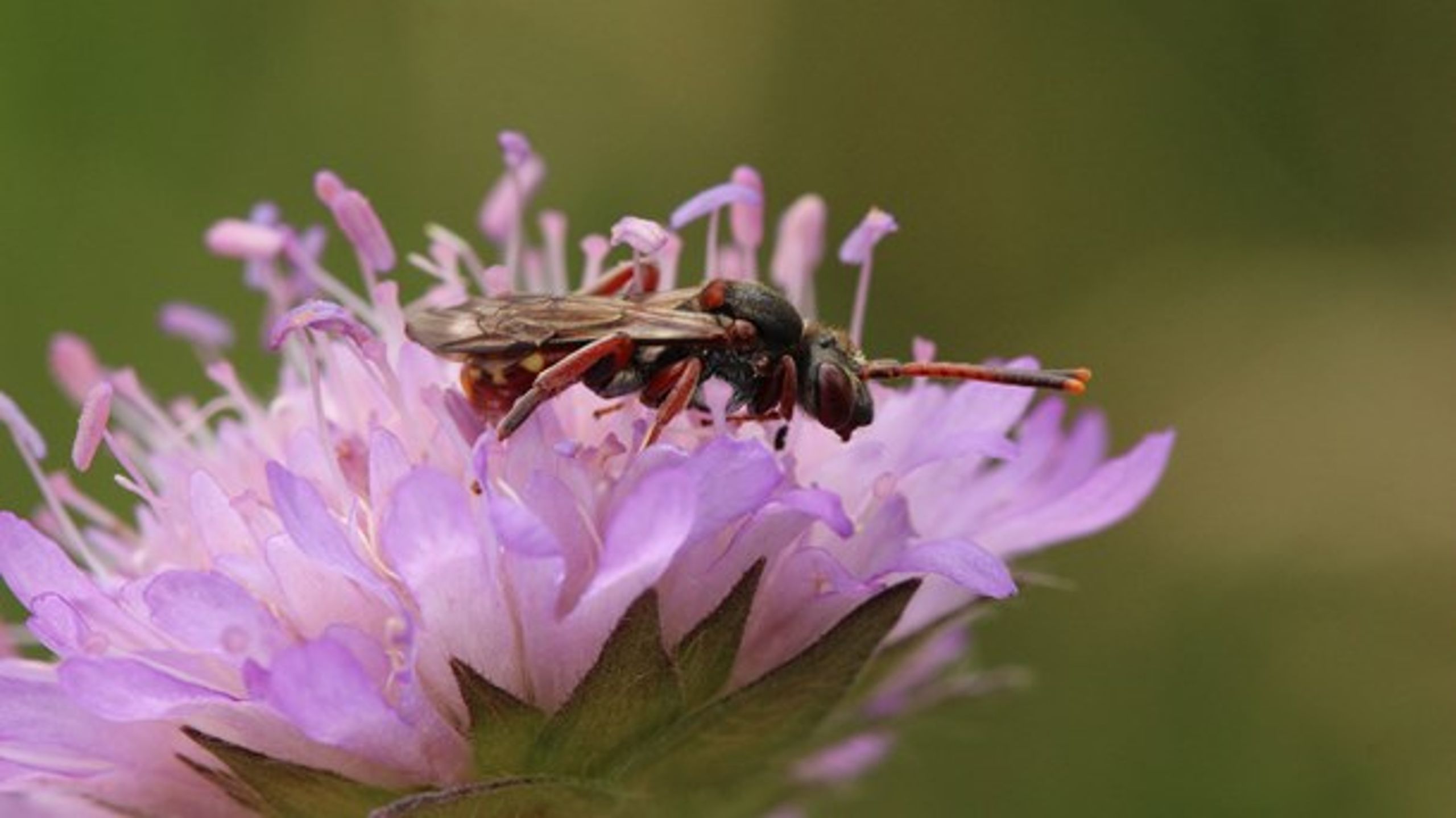 Flere undersøgelser viser, at insekterne er pressede.