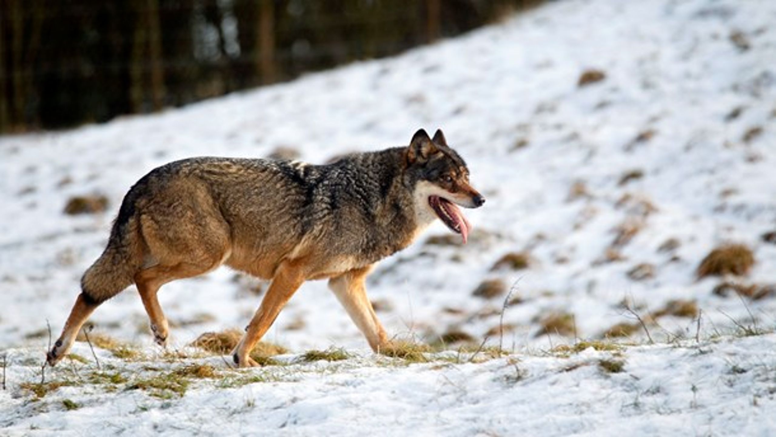 Flere ulvehegn skal beskytte får mod ulven.&nbsp;