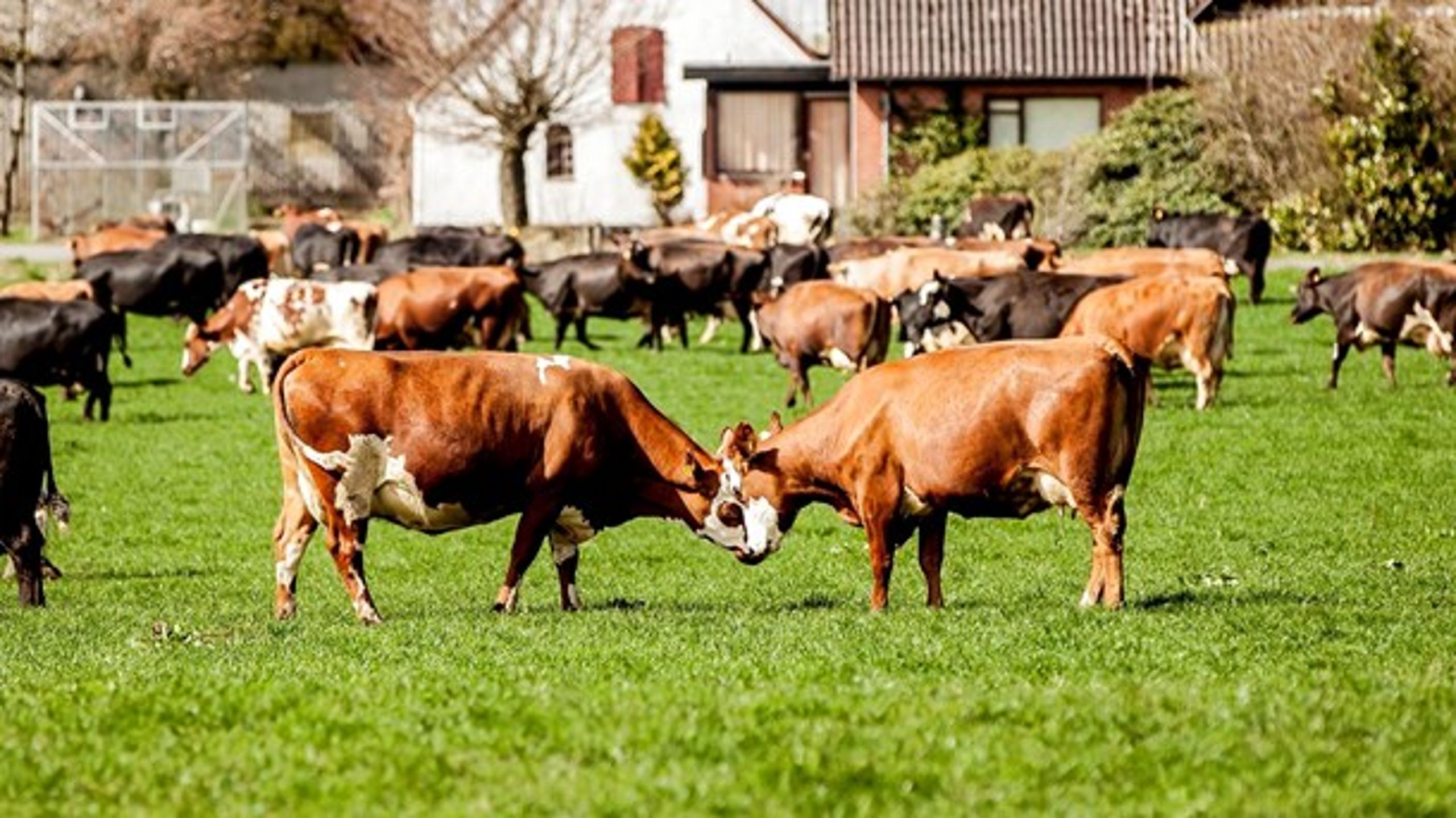 Der forskes i&nbsp;at reducere metan-udledningen fra køer med nye fodringsstrategier, nye typer af foder og udvælgelse af køer med de mest klimavenlige gener, skriver Jørgen Hald Christensen.