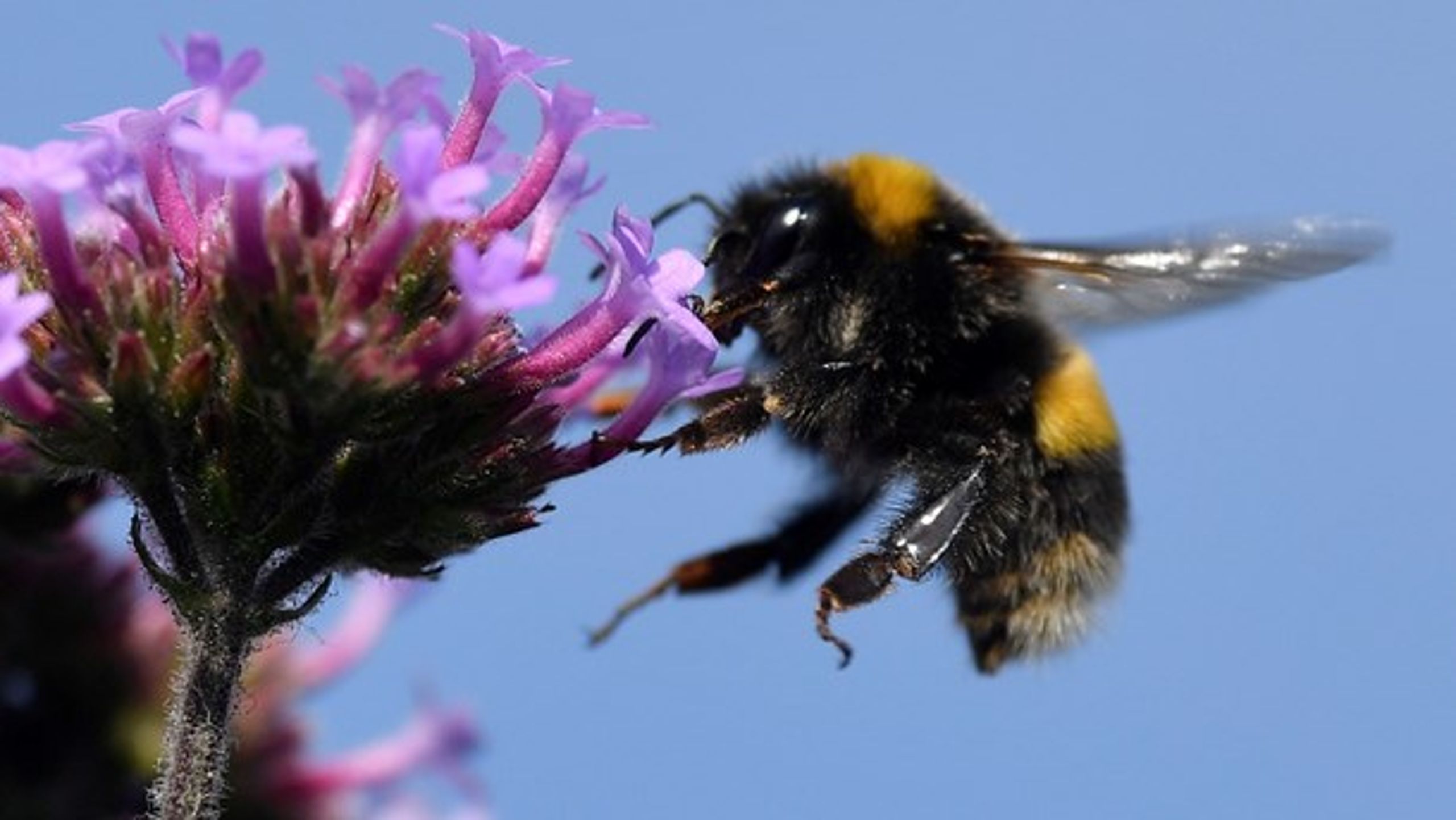 Vilde bier, hvoraf der er kendt 290 arter fra Danmark, er en mangfoldig gruppe, skriver forskere.