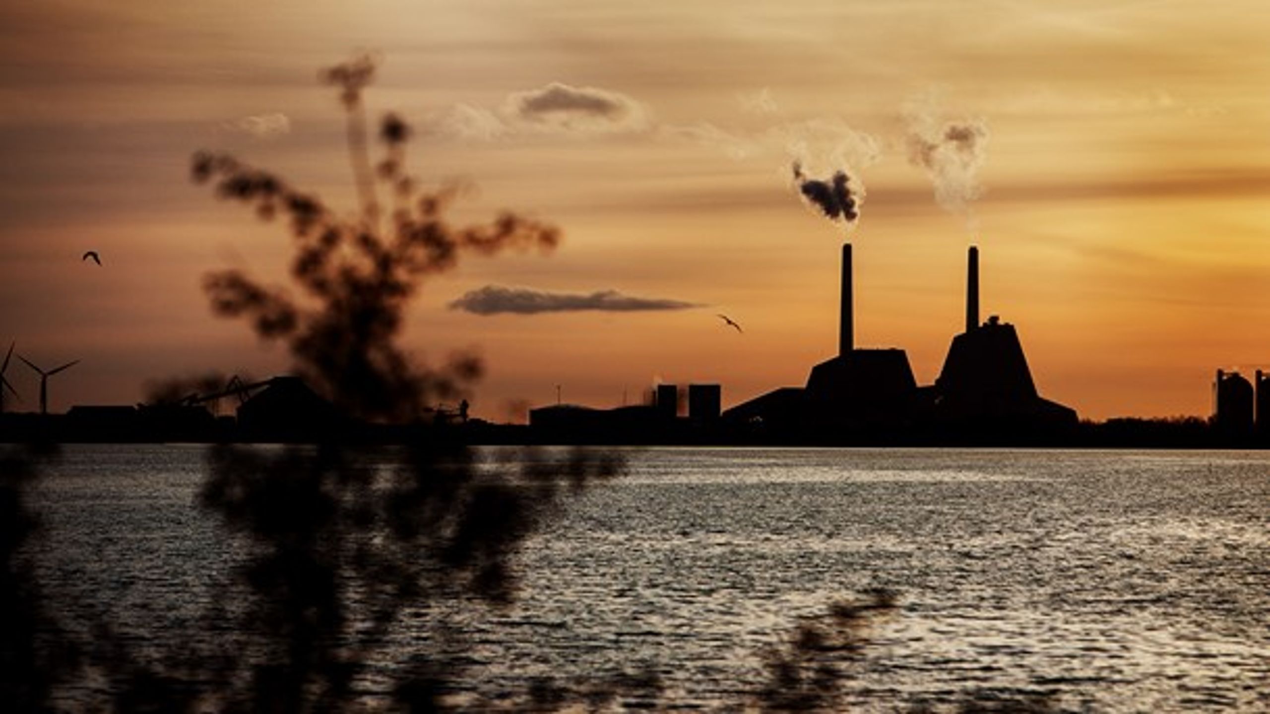 Større og større mængder af biomasse bliver omdannet til energi på de danske kraftværker.