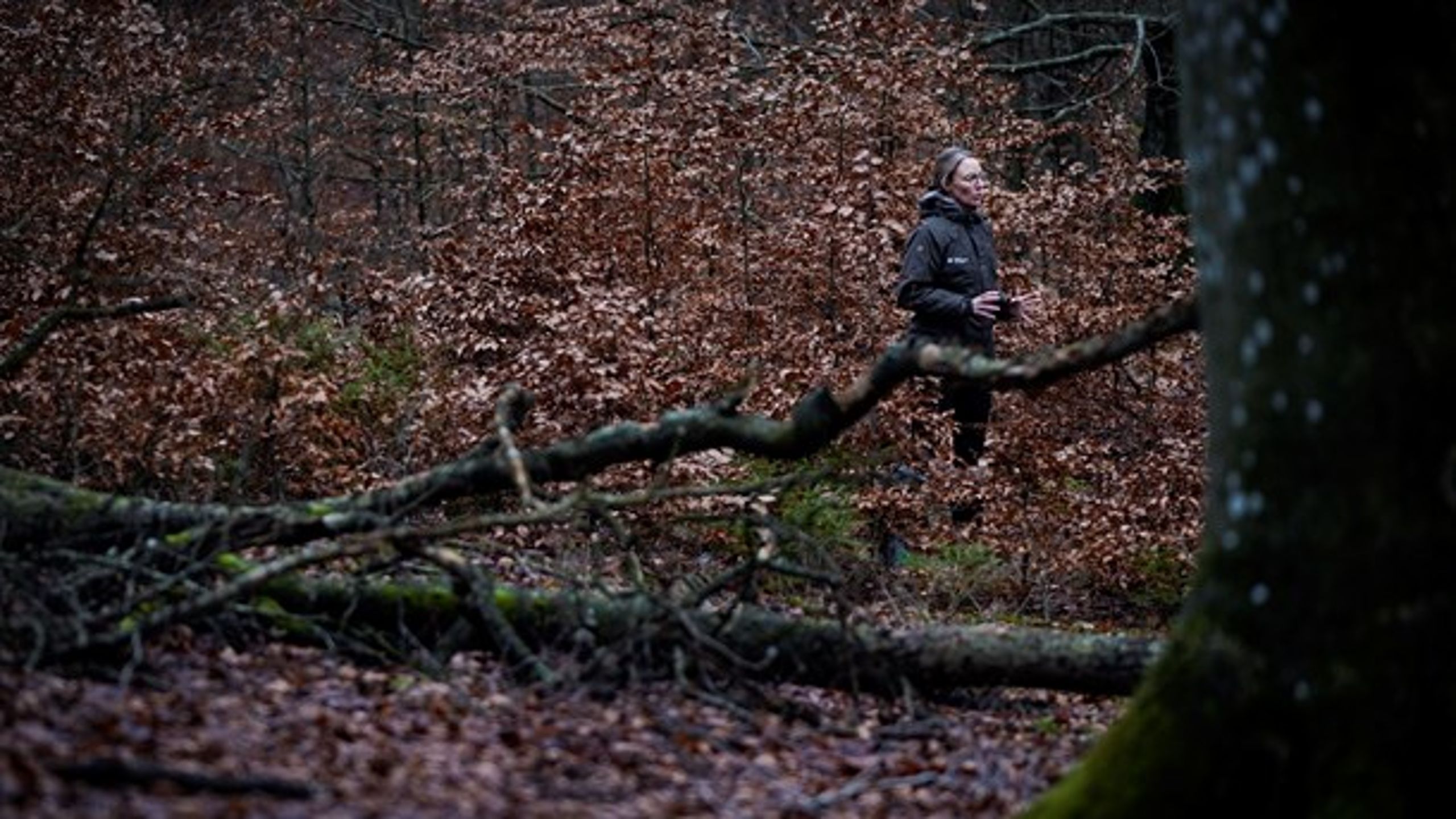 Miljøminister Lea Wermelin (S) besøger urørt skov i Gribskov.