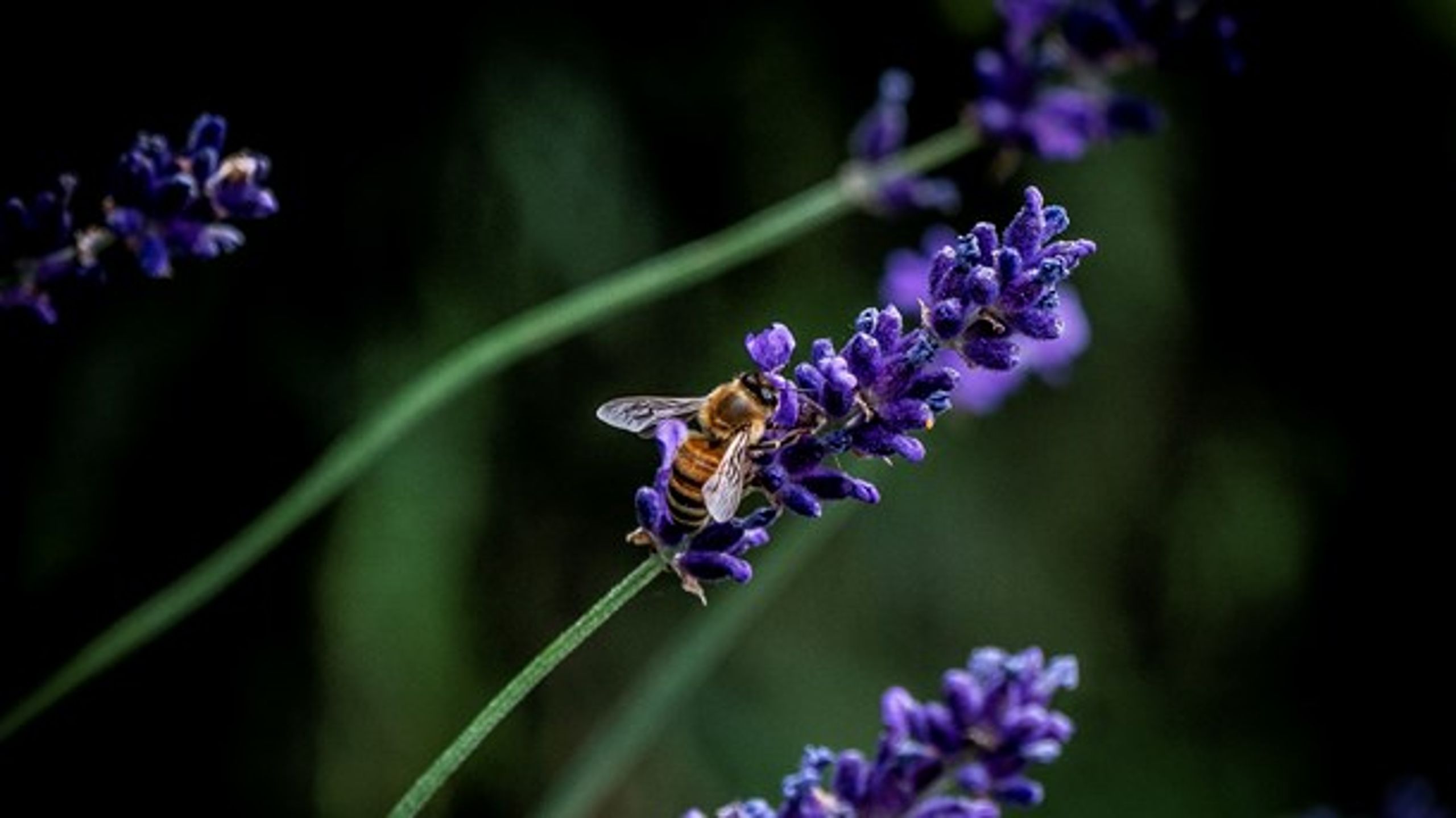 Vi står lige på tærsklen til at få hårrejsende fakta om vilde bier, skriver Nina Launbøl Hansen. (Foto: Liselotte Sabroe/Ritzau Scanpix)<br>