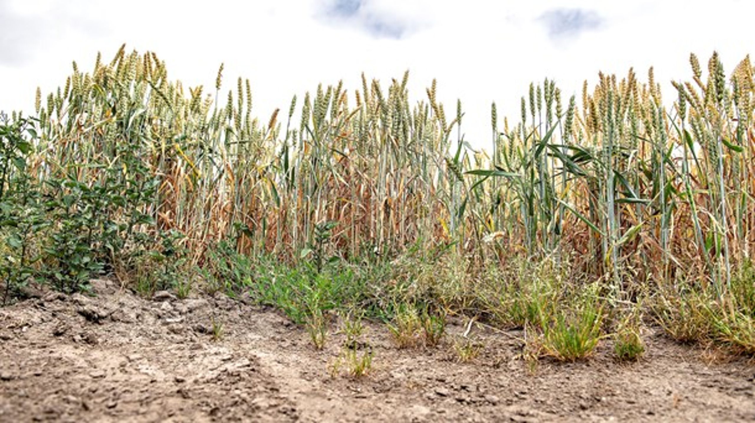 I 2018 fik landbruget en "Tørkepakke" efter at være blevet ramt af den værste tørke nogensinde, skriver Klaus Kaiser.