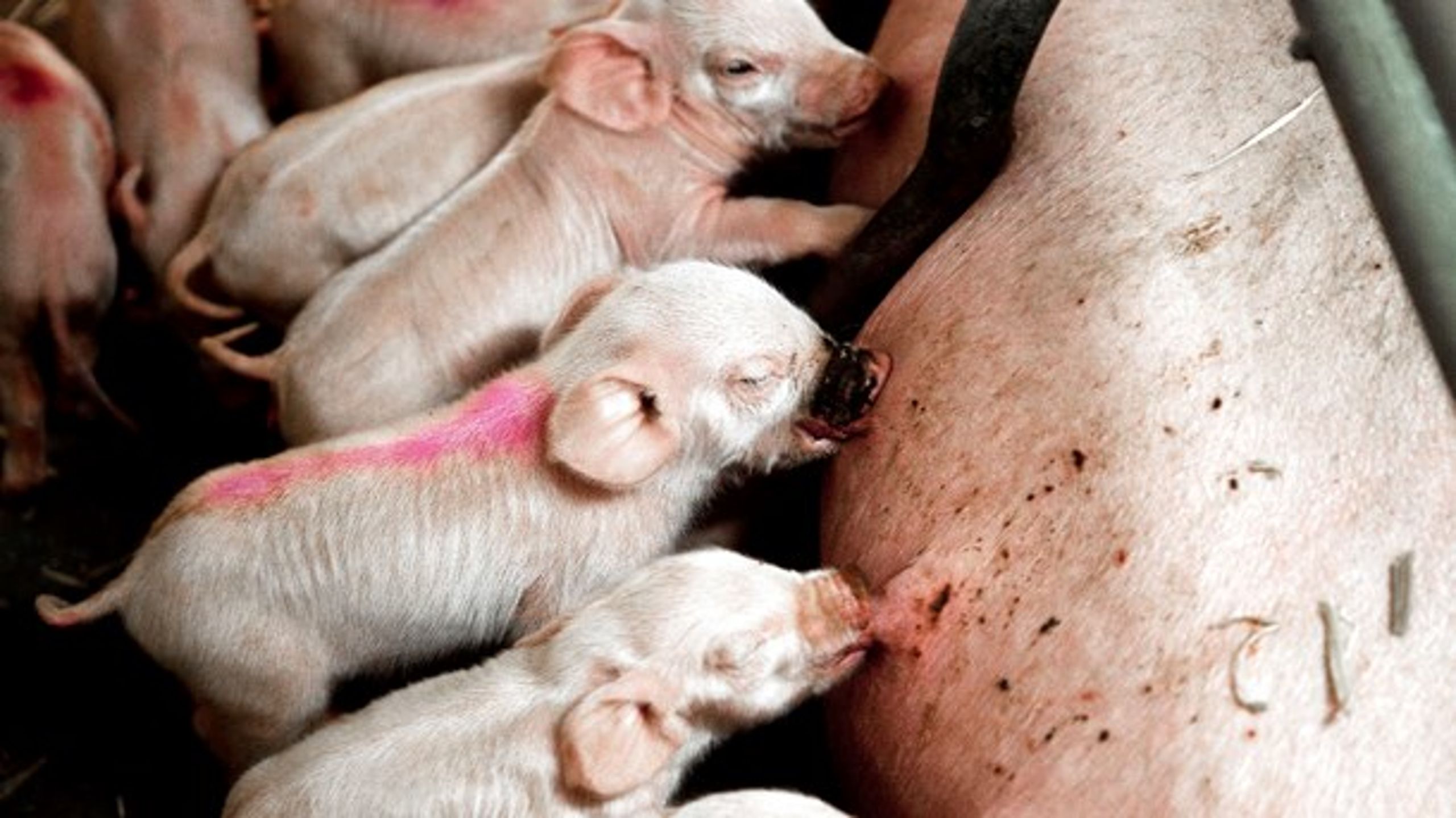 Lige nu oplever svineproducenter meget høje priser, hvilket betyder, at de kan afvikle dyr bankgæld, skriver Brian Skov Nielsen fra Sydbank.